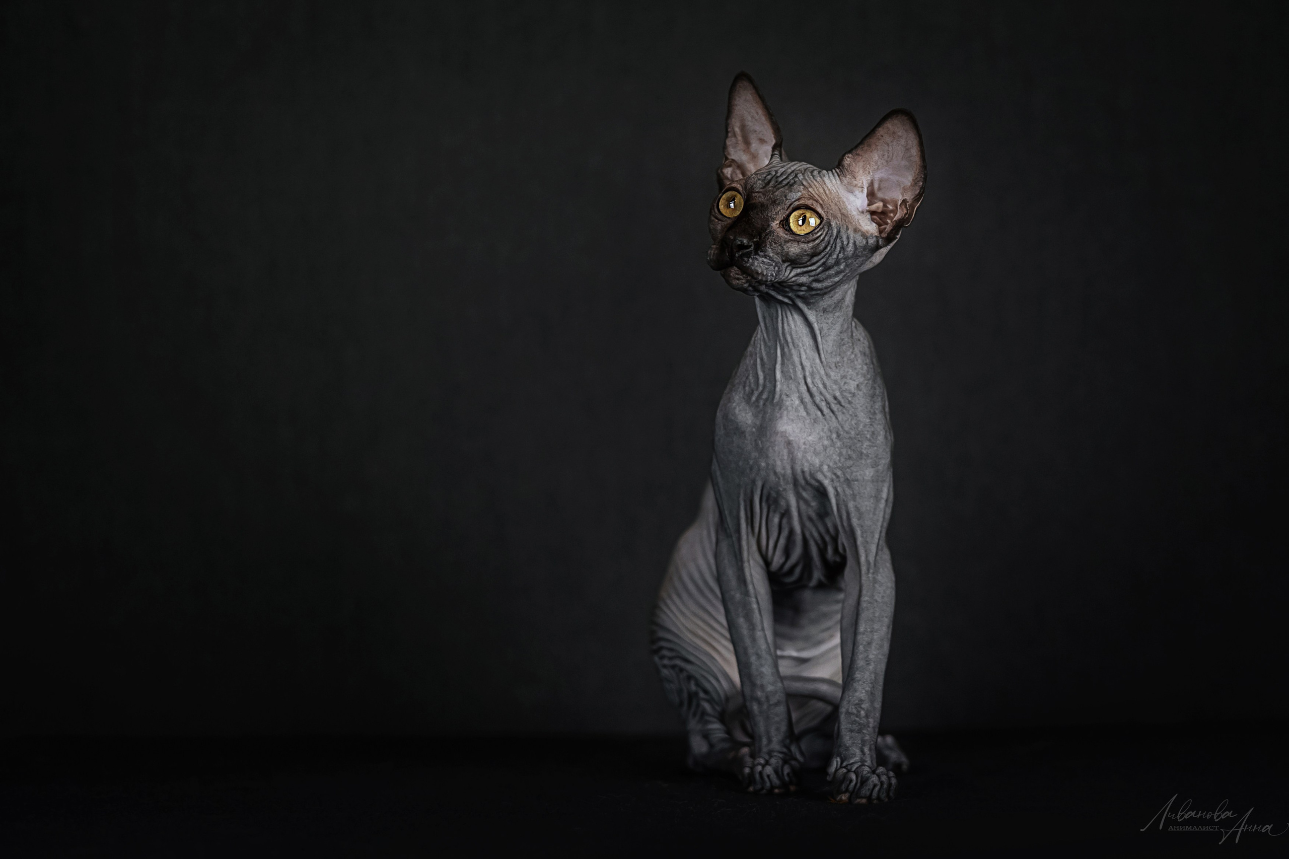 Сфинксы. Фотограф анималист Аня Ливанова | Рыбинск