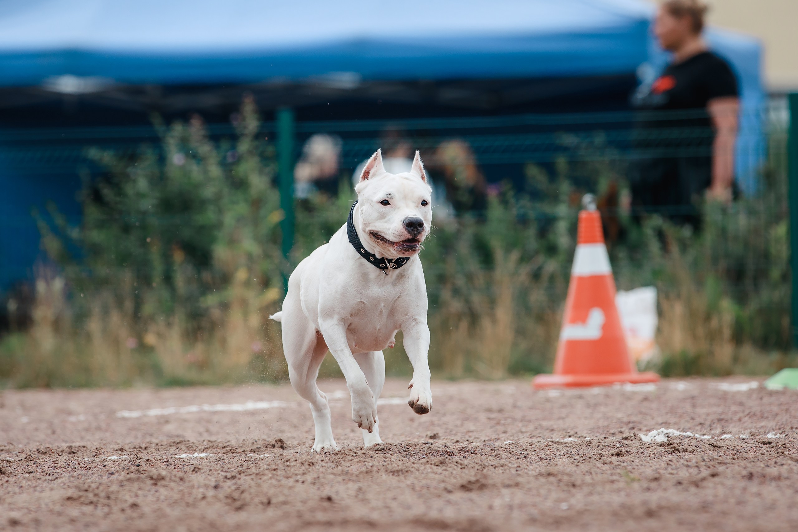 Питч&Гоу + веселые старты. Фотограф-анималист Mary Mart — Москва, Питер