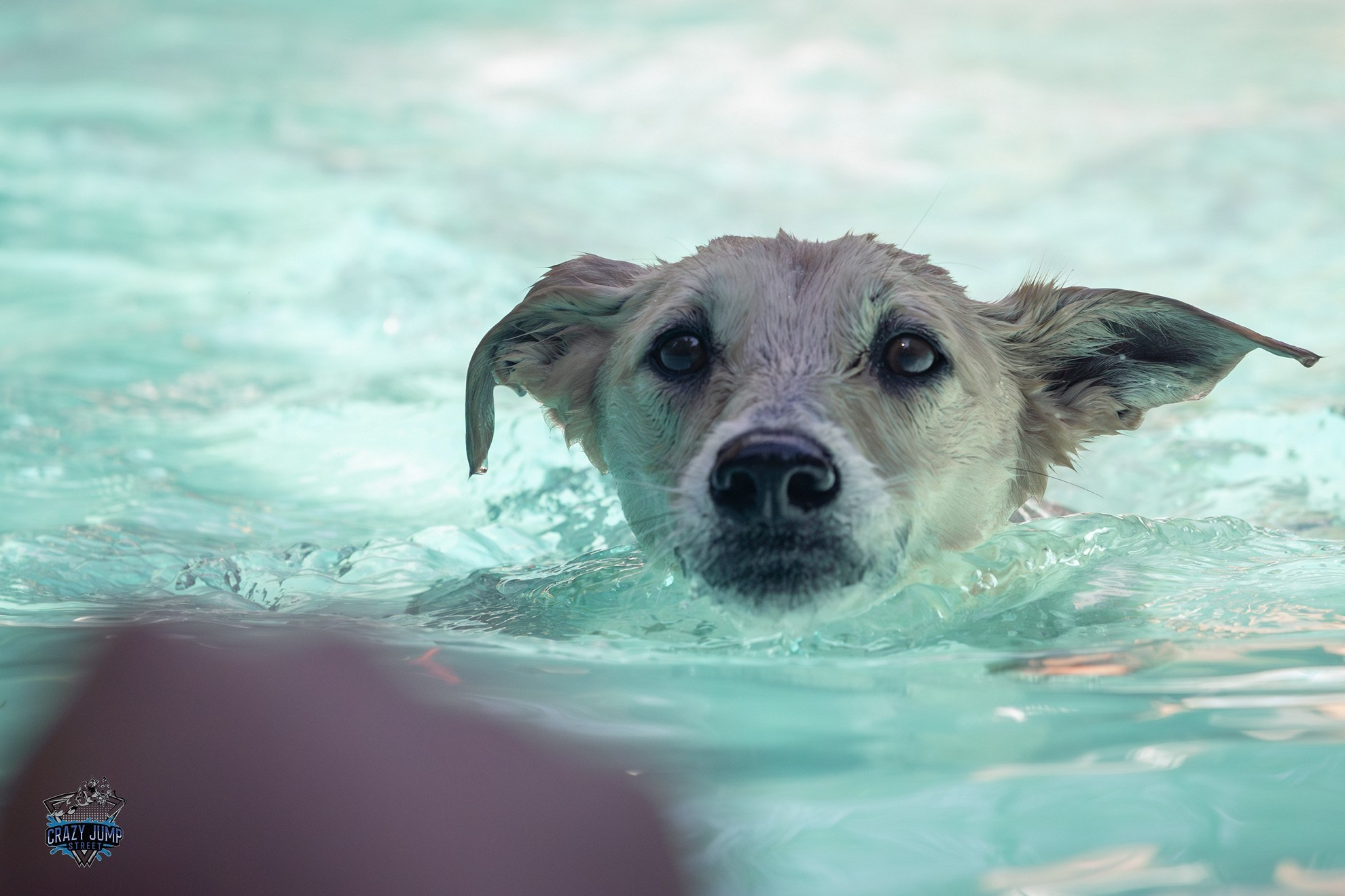 Собаки, спорт, Док дайвинг. Свадебный и репортажный фотограф в Москве и Московской области