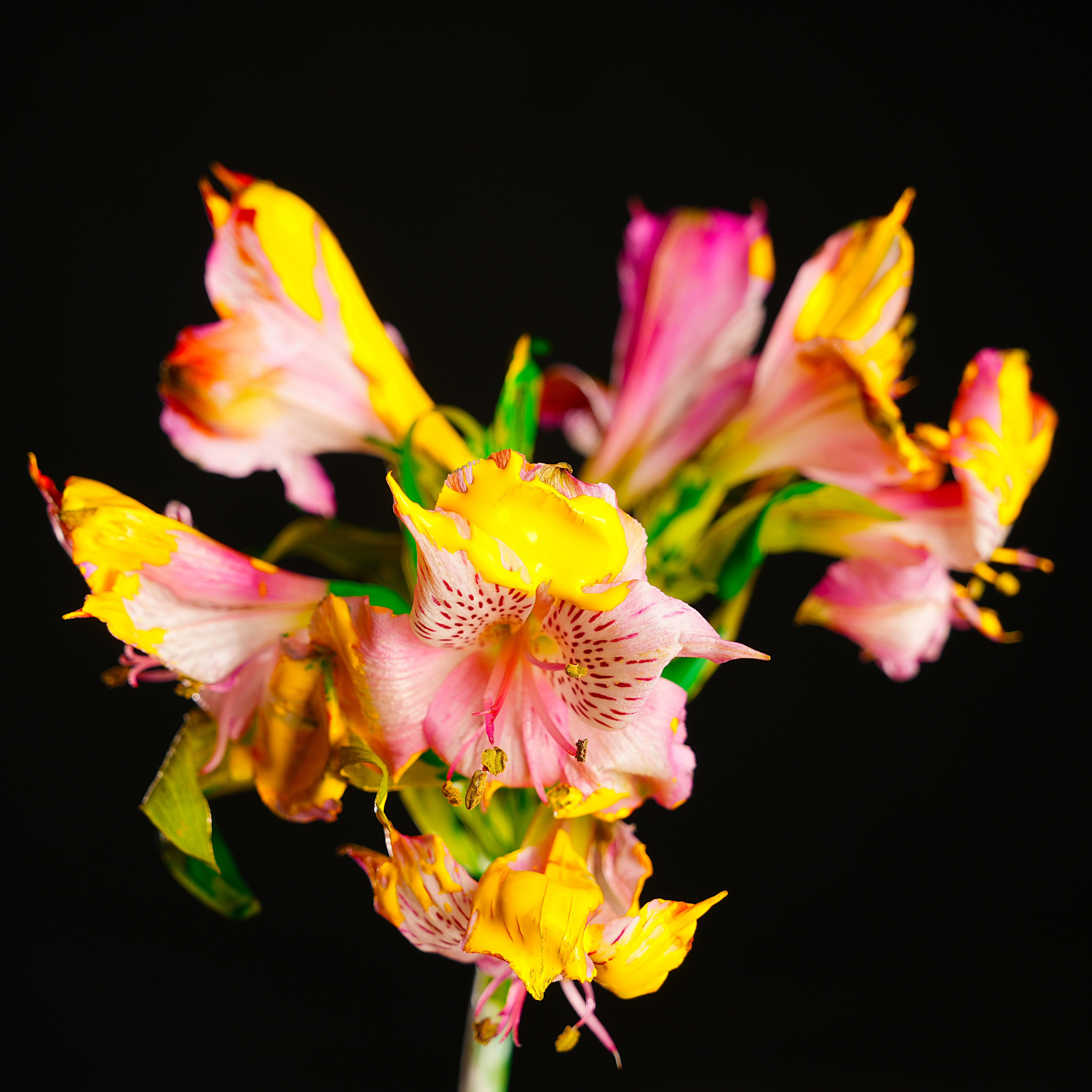 Предметная фотосъёмка. Фотограф, видеооператор Нина Коршунова