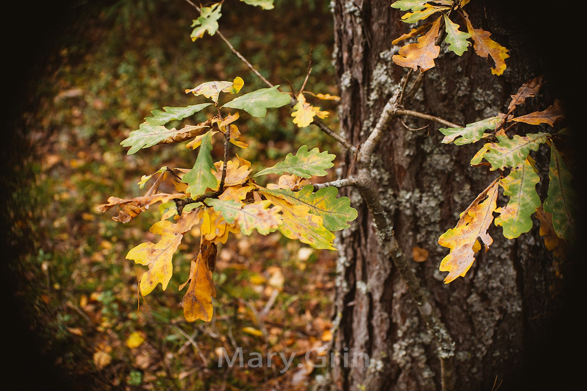 Русская деревня. Детский и семейный фотограф, фотограф мероприятий Нижний Новгород