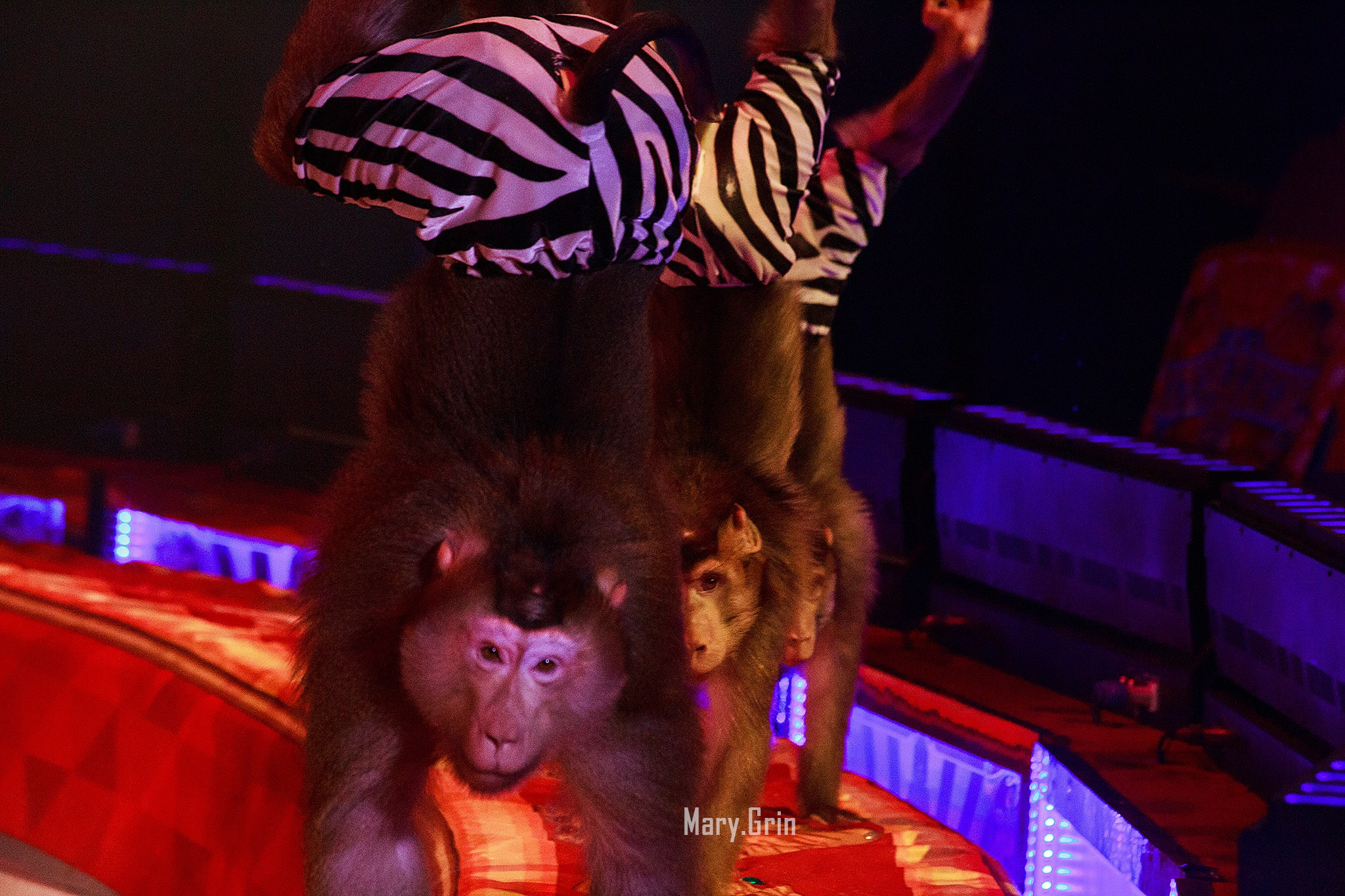 Цирк Гии Эрадзе. Детский и семейный фотограф, фотограф мероприятий Нижний Новгород