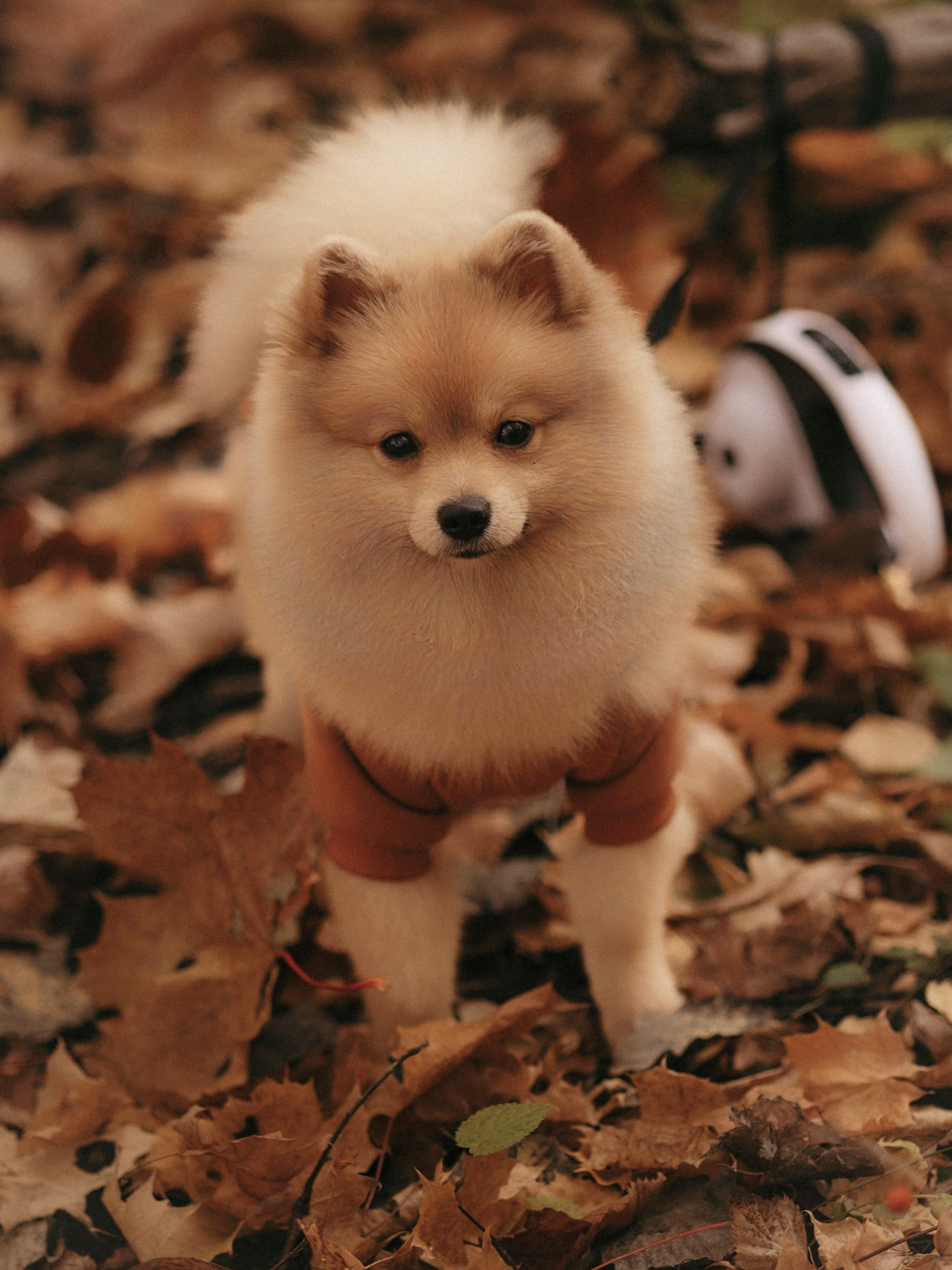 Осеняя. Фотограф Юлия Хакимова / Казань/ Чистополь