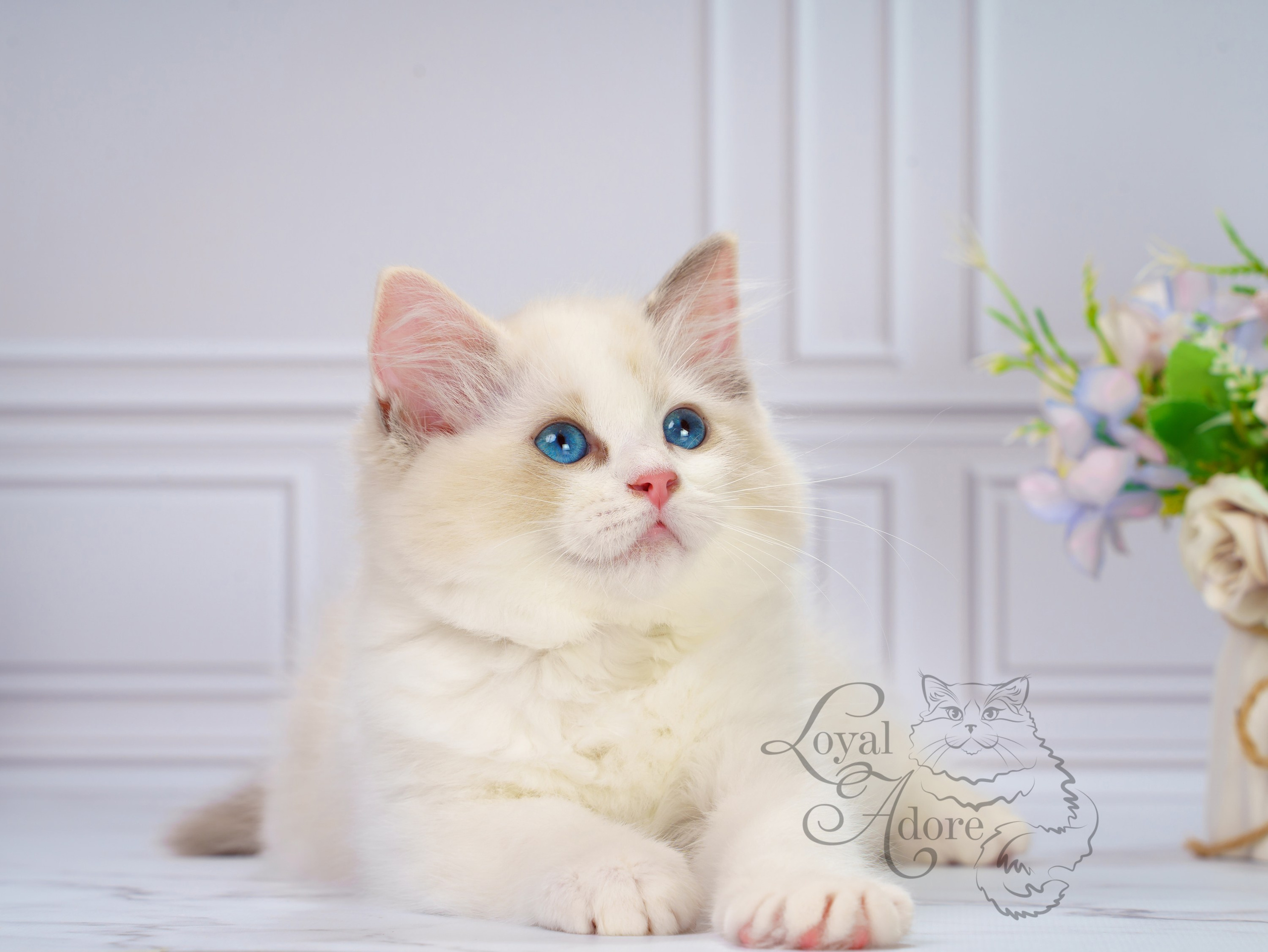 Котята рэгдолл от Loyal Adore. Питомник рэгдолл Loyal Adore