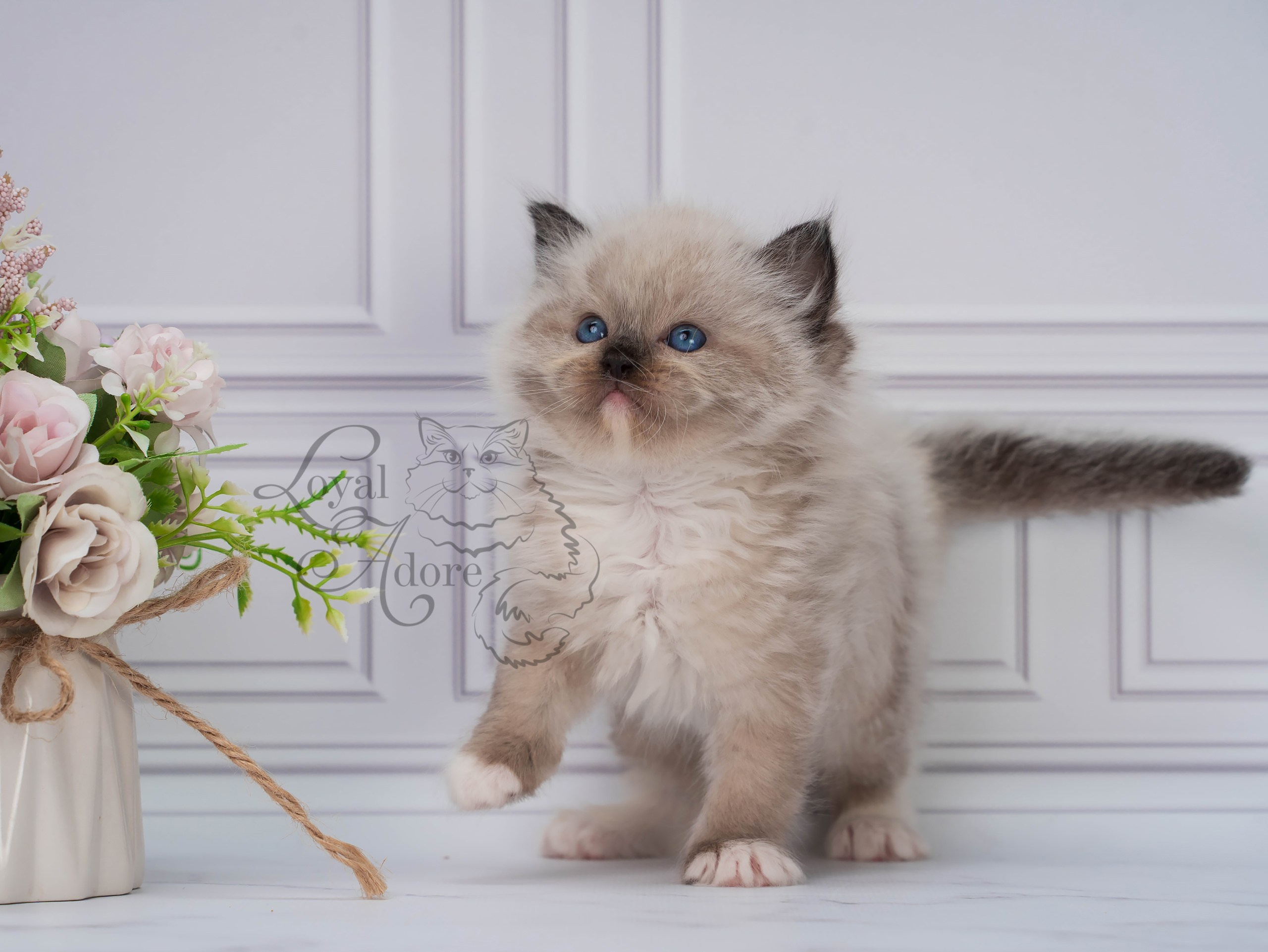 Котята рэгдолл от Loyal Adore. Питомник рэгдолл Loyal Adore