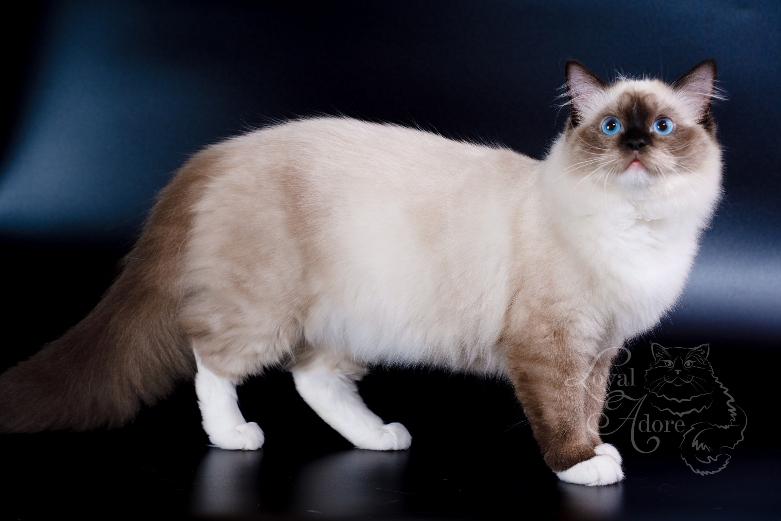 Кошки производители Loyal Adore. Питомник рэгдолл Loyal Adore