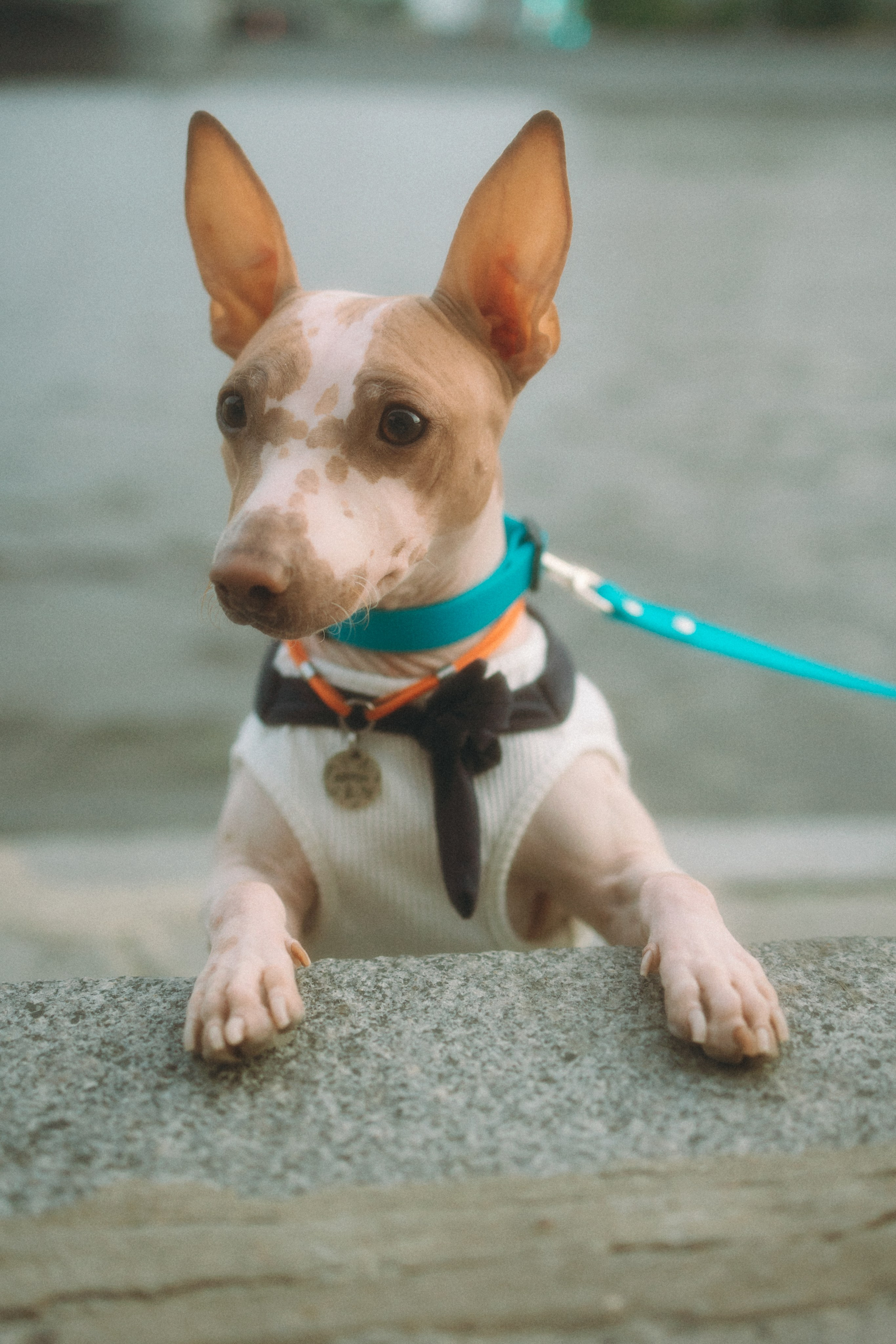 Глаша, Айрон, Ксюша и Оля. Фотограф анималист Анастасия Пикей