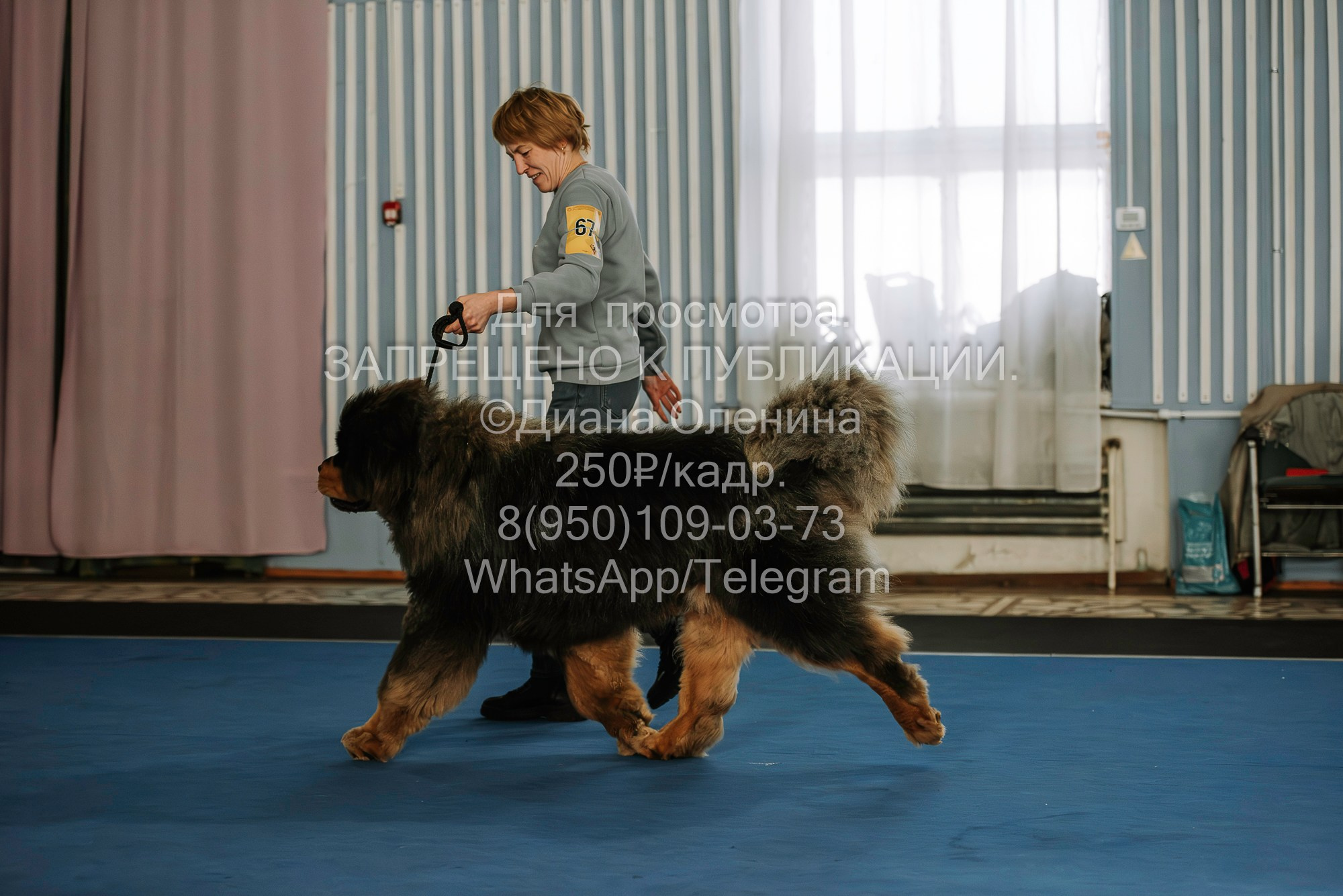 Выставка собак Красноярск 29.10.2023. Фотограф Диана Оленина Красноярск / Братск