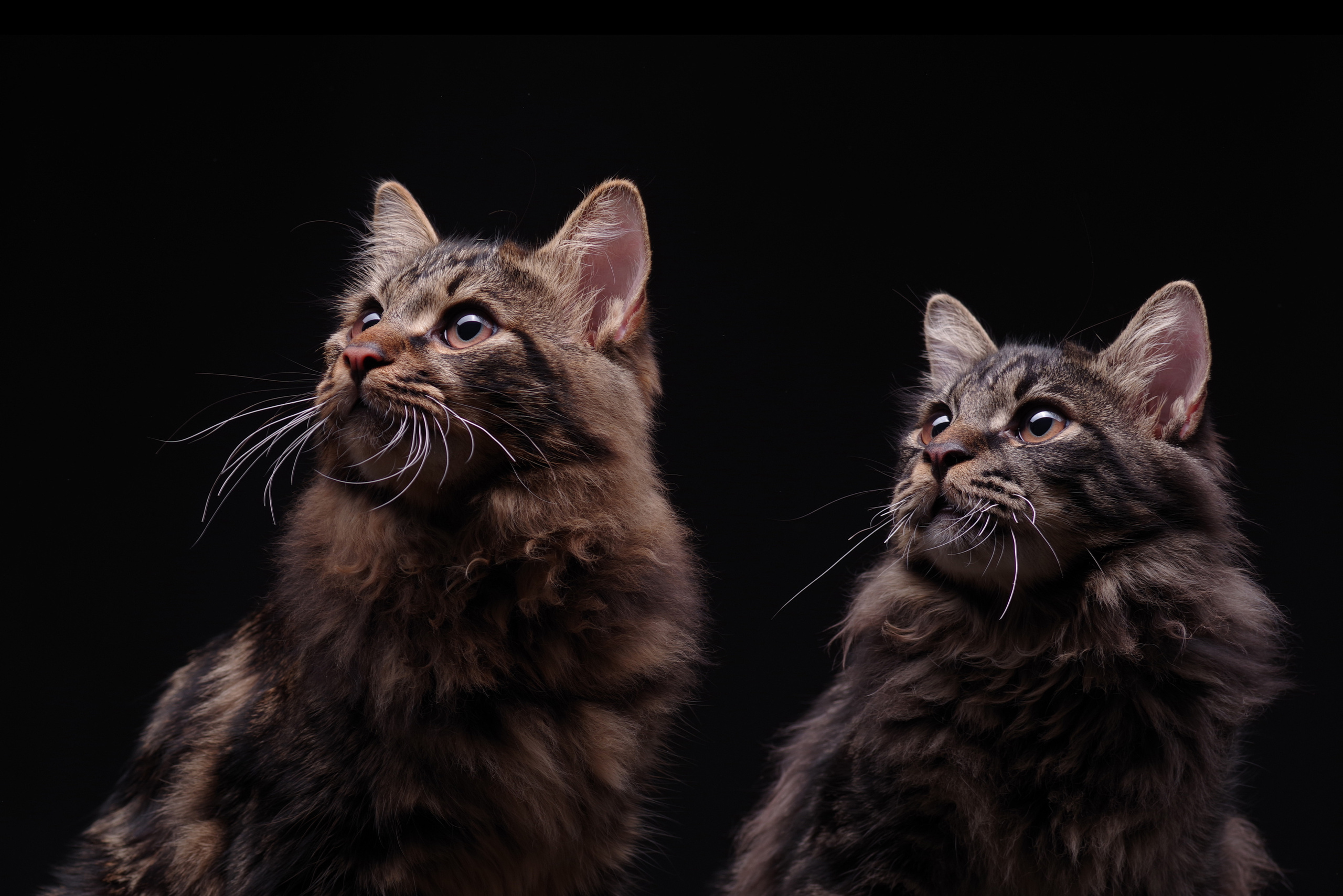 Фотосессия  котов в Ростове-на-Дону фотограф Залитко Вячеслав