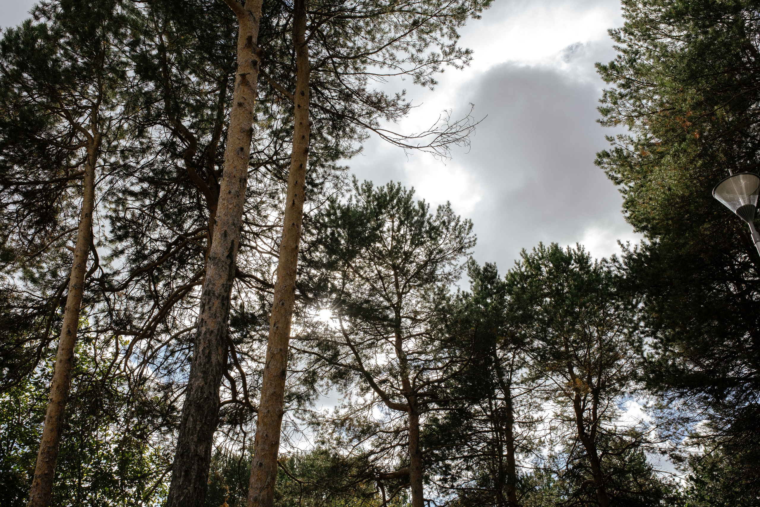 Алексей и Ксения. Свадебные фотографы в г. Сургут Маркова Наталья и Замахина Елена