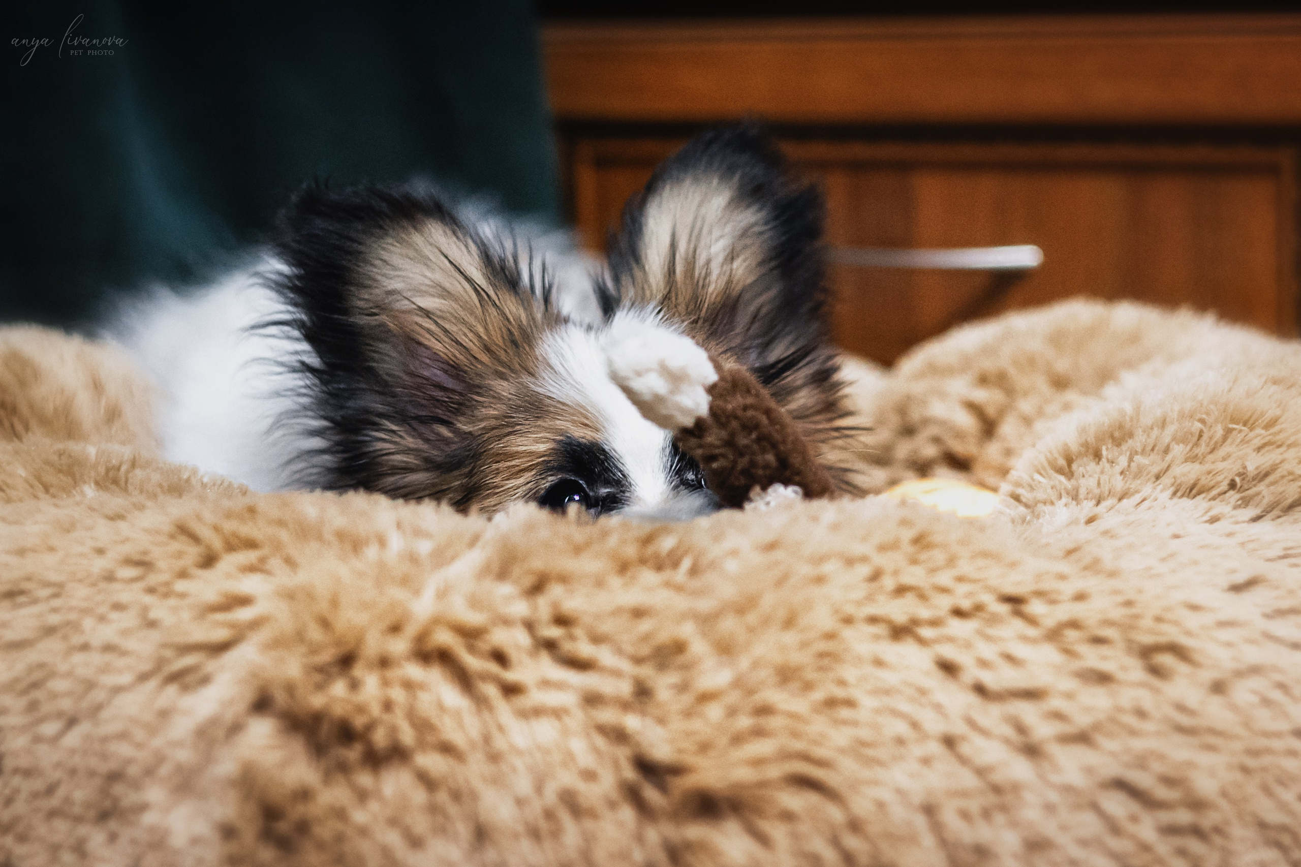 Хьюстон. Фотограф анималист Аня Ливанова | Рыбинск