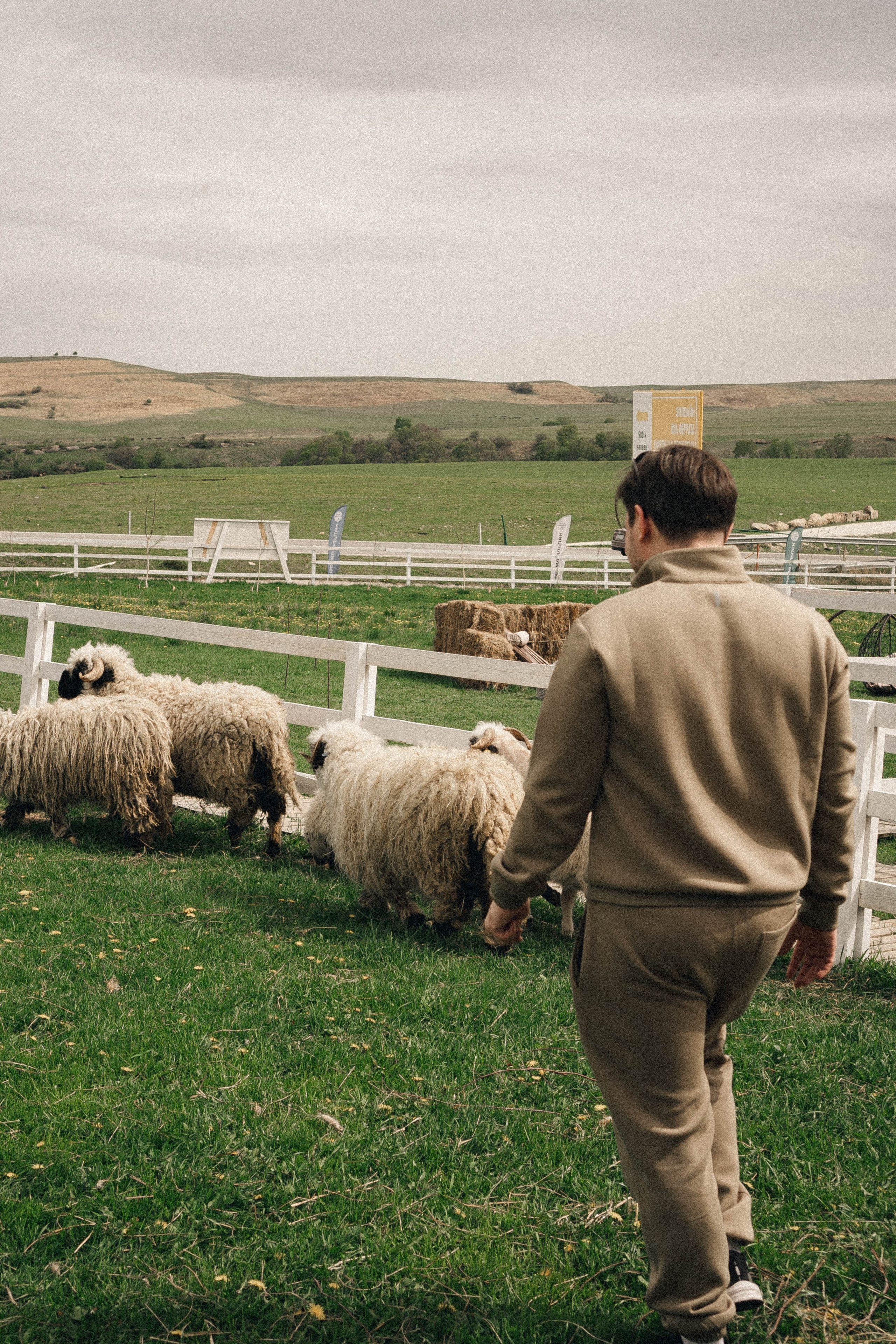 Ферма Альпак. Профессиональный фотограф, Санкт-Петербург — Виктория Богомолова