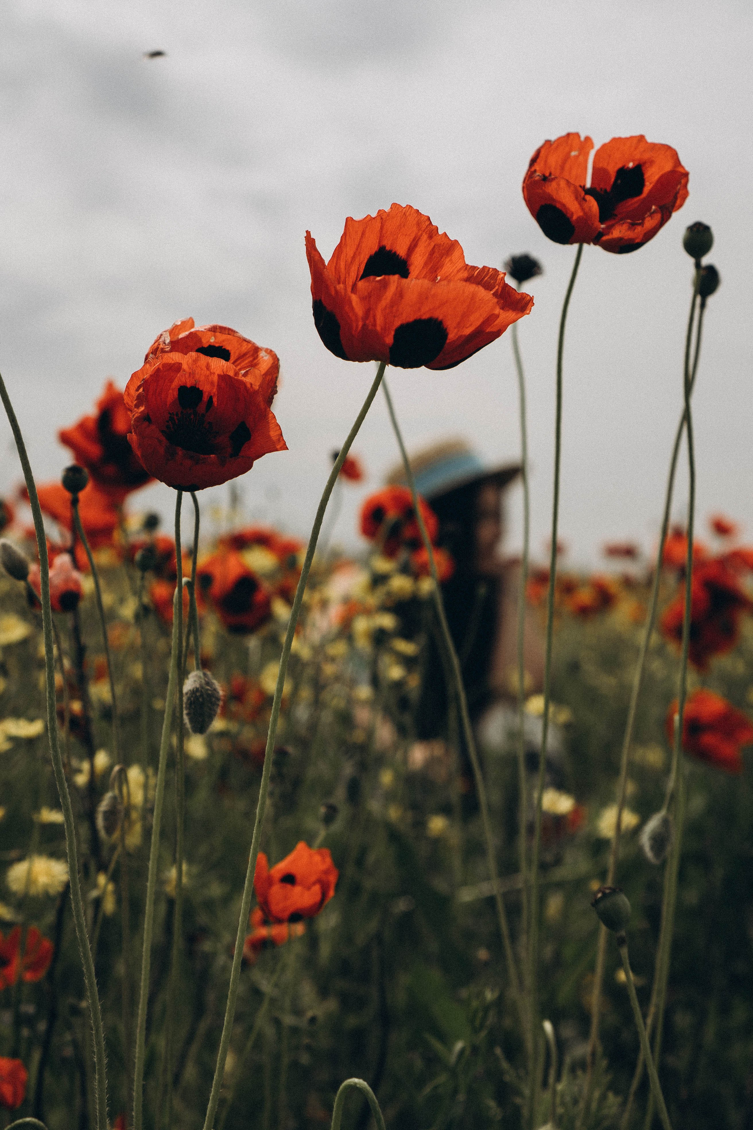 Цветочная поляна. Профессиональный фотограф, Санкт-Петербург — Виктория Богомолова