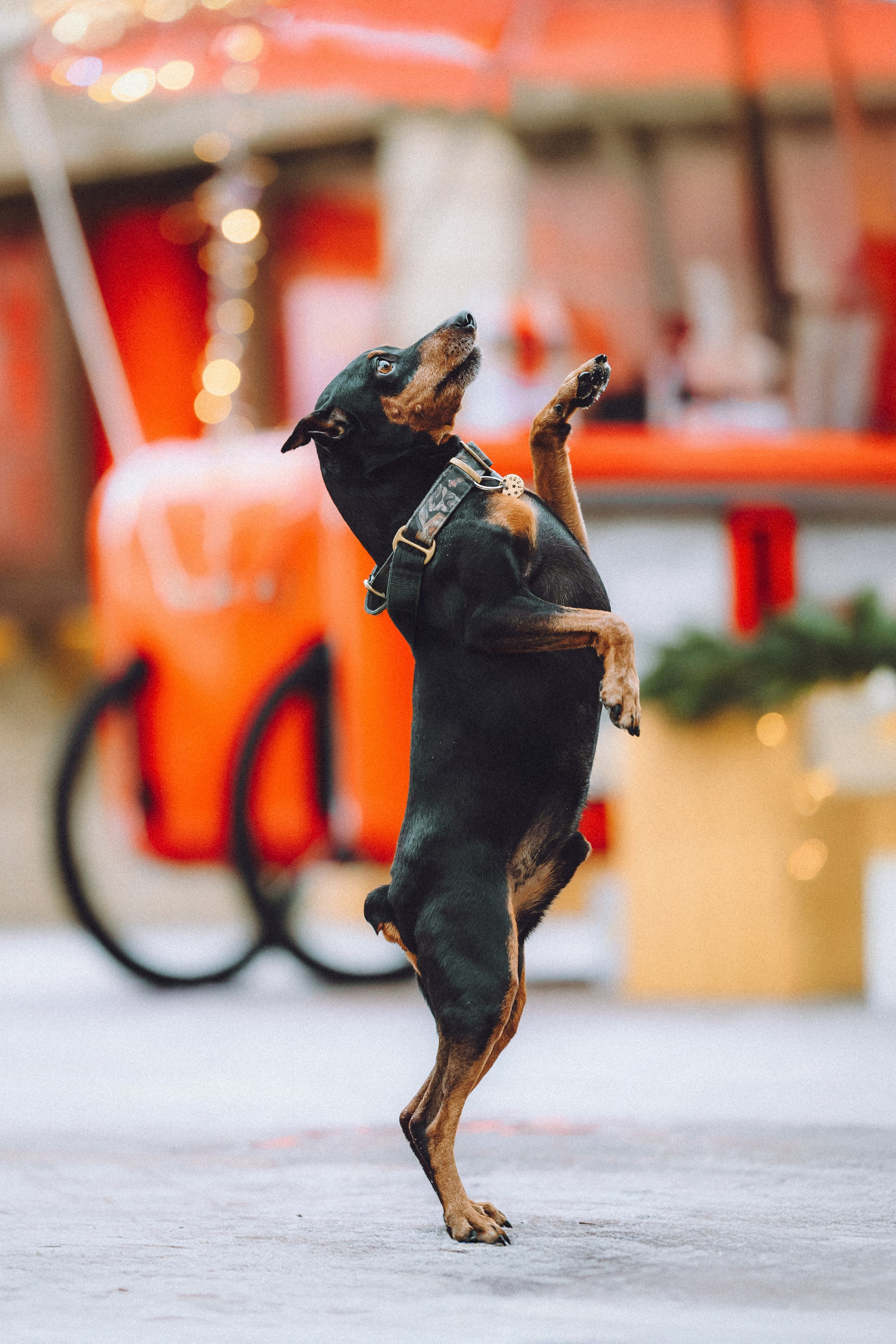 Топик и его семья