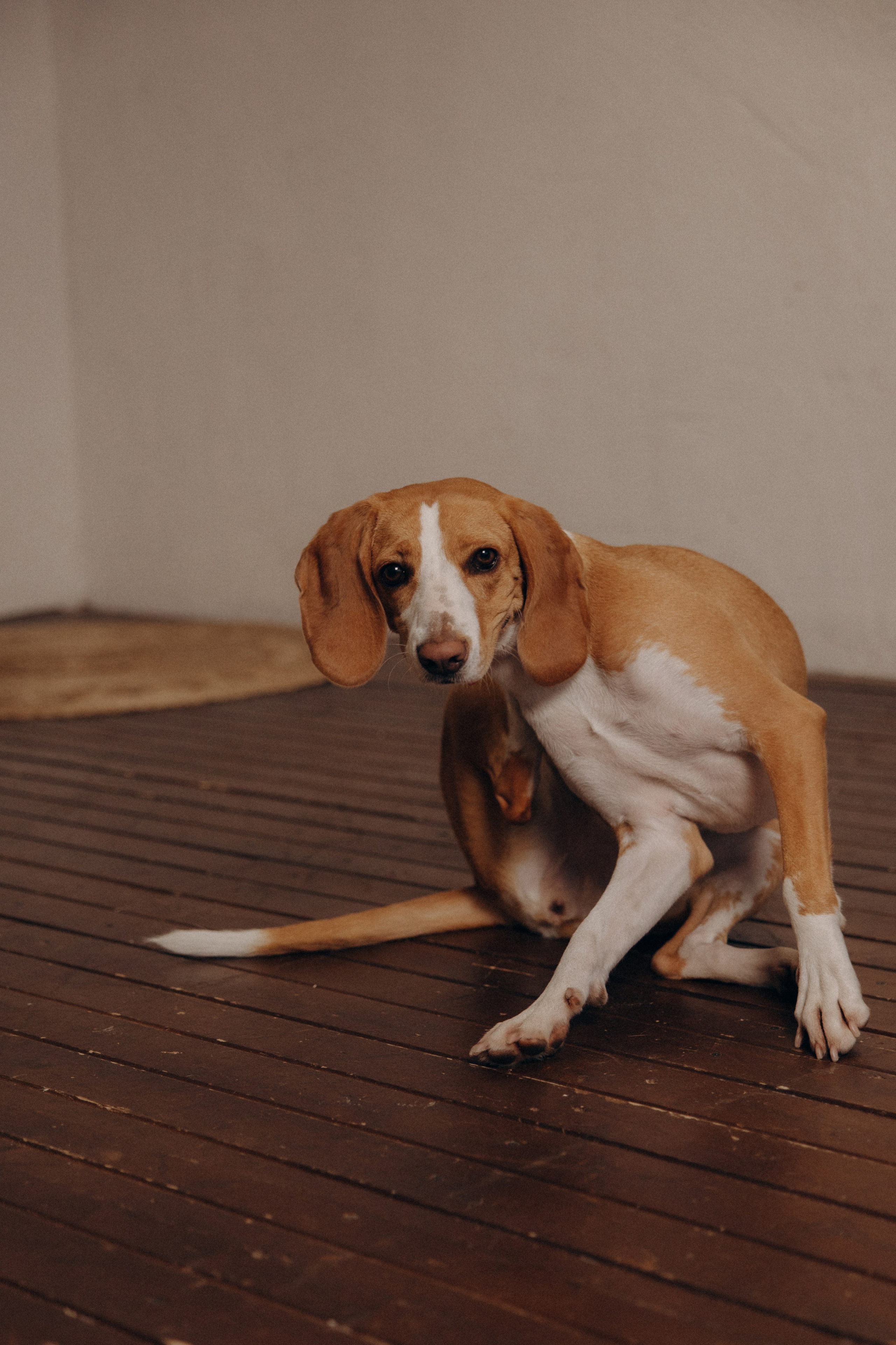 История любви. Фотограф анималист в Казани Алина Сулейманова. Фотограф животных