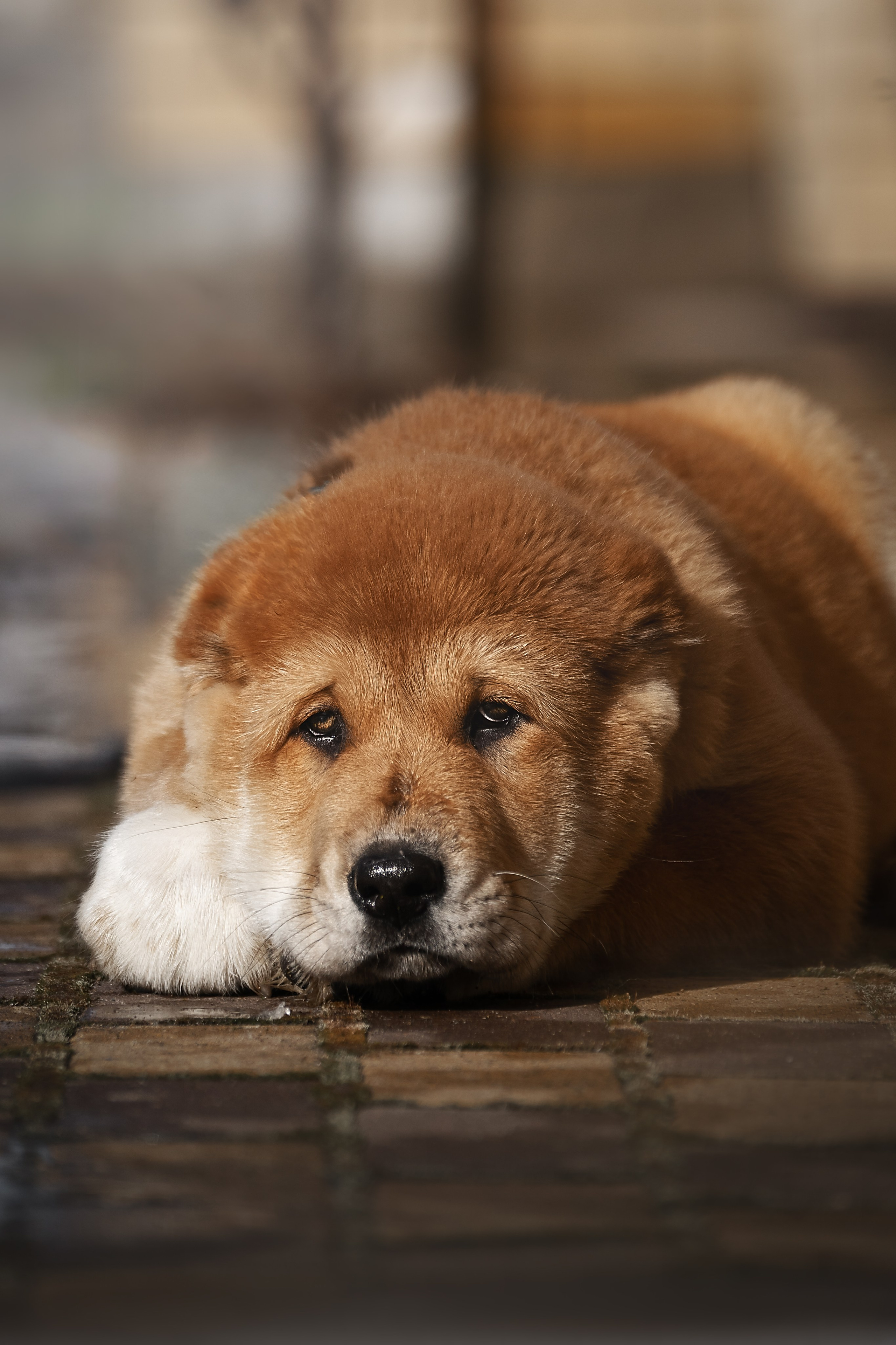 Щенки/котята. Фотограф-анималист Нижний Новгород