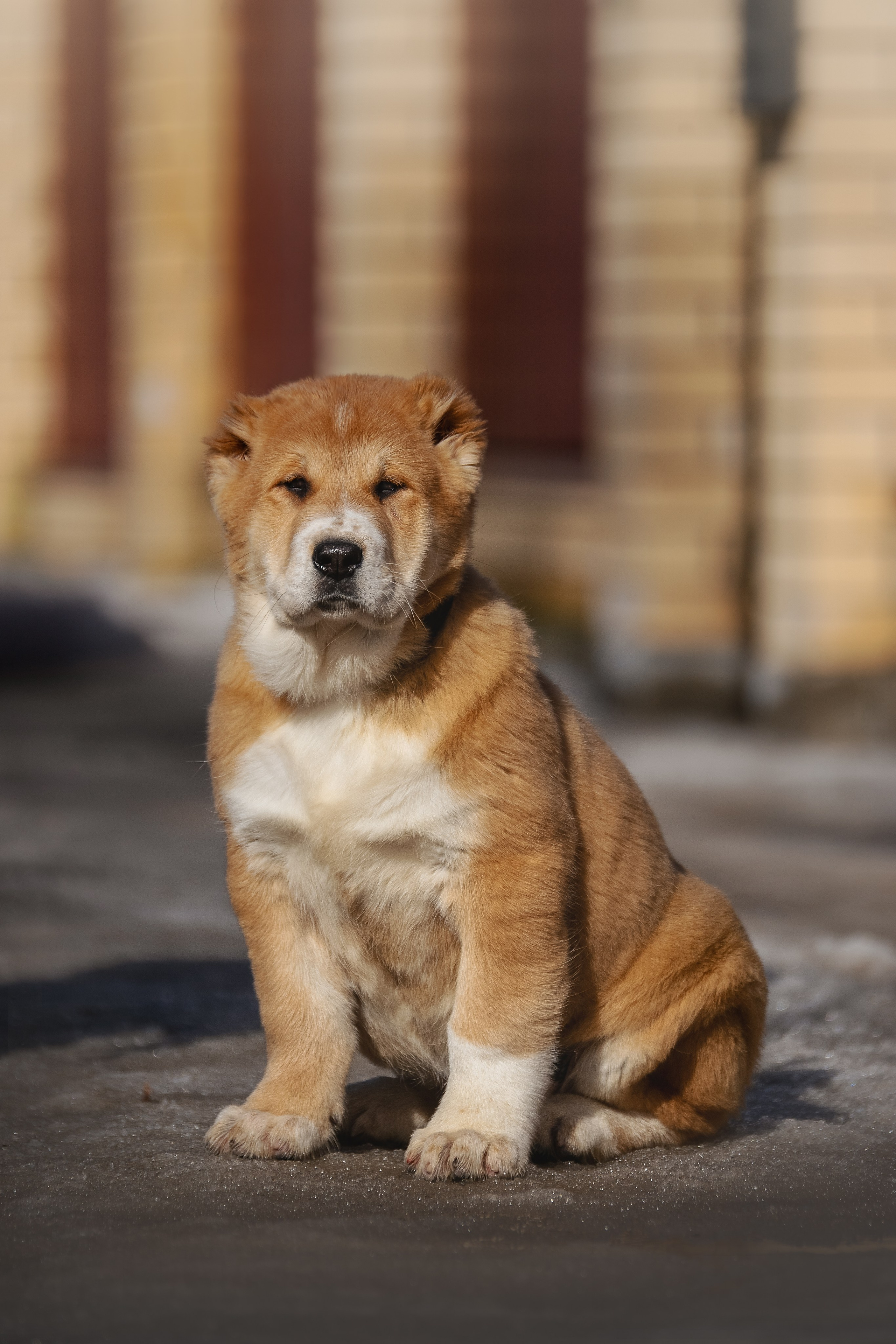 Щенки/котята. Фотограф-анималист Нижний Новгород