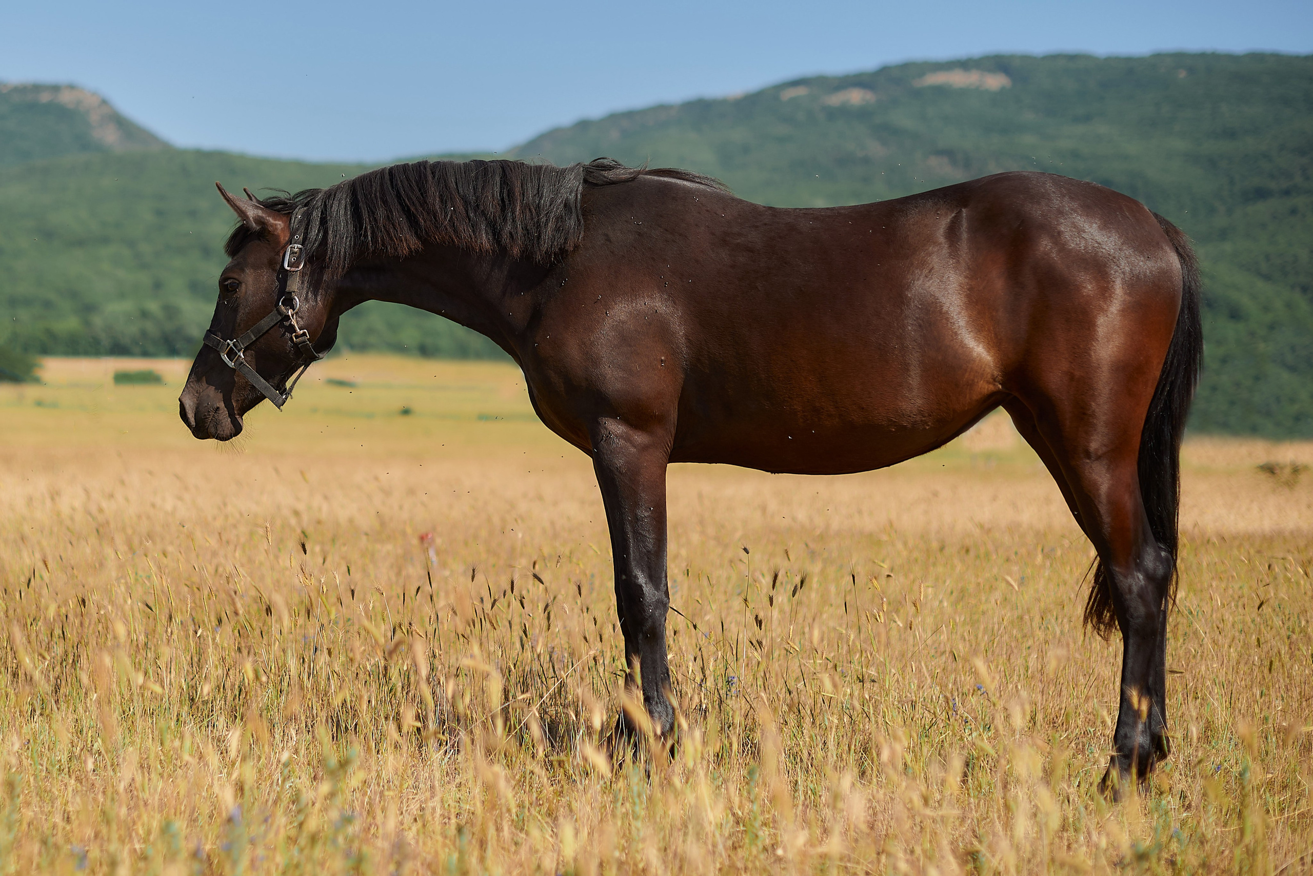 Изя. Фотограф в Севастополе