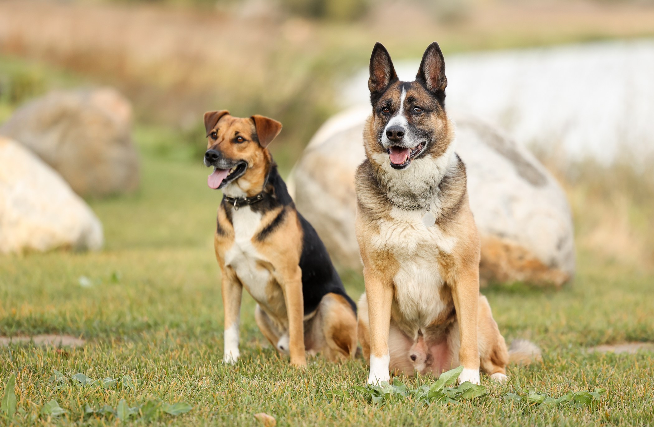 Прогулка на природе. Фотограф-анималист Полина Колкова | Москва