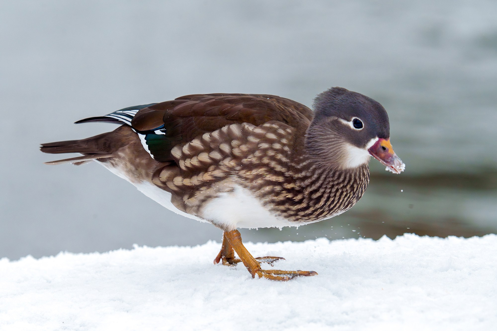 Удивительные мир птиц. Вокруг нас столько прекрасного — присмотритесь!. Ваш личный фотограф Марина Волкова