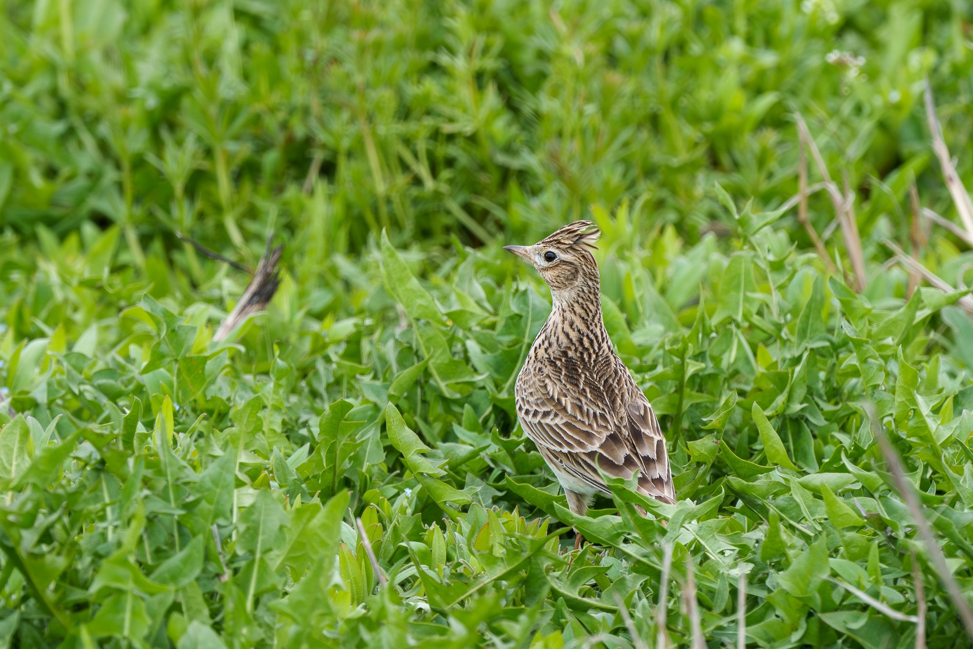 Удивительные мир птиц. Вокруг нас столько прекрасного — присмотритесь!. Ваш личный фотограф Марина Волкова
