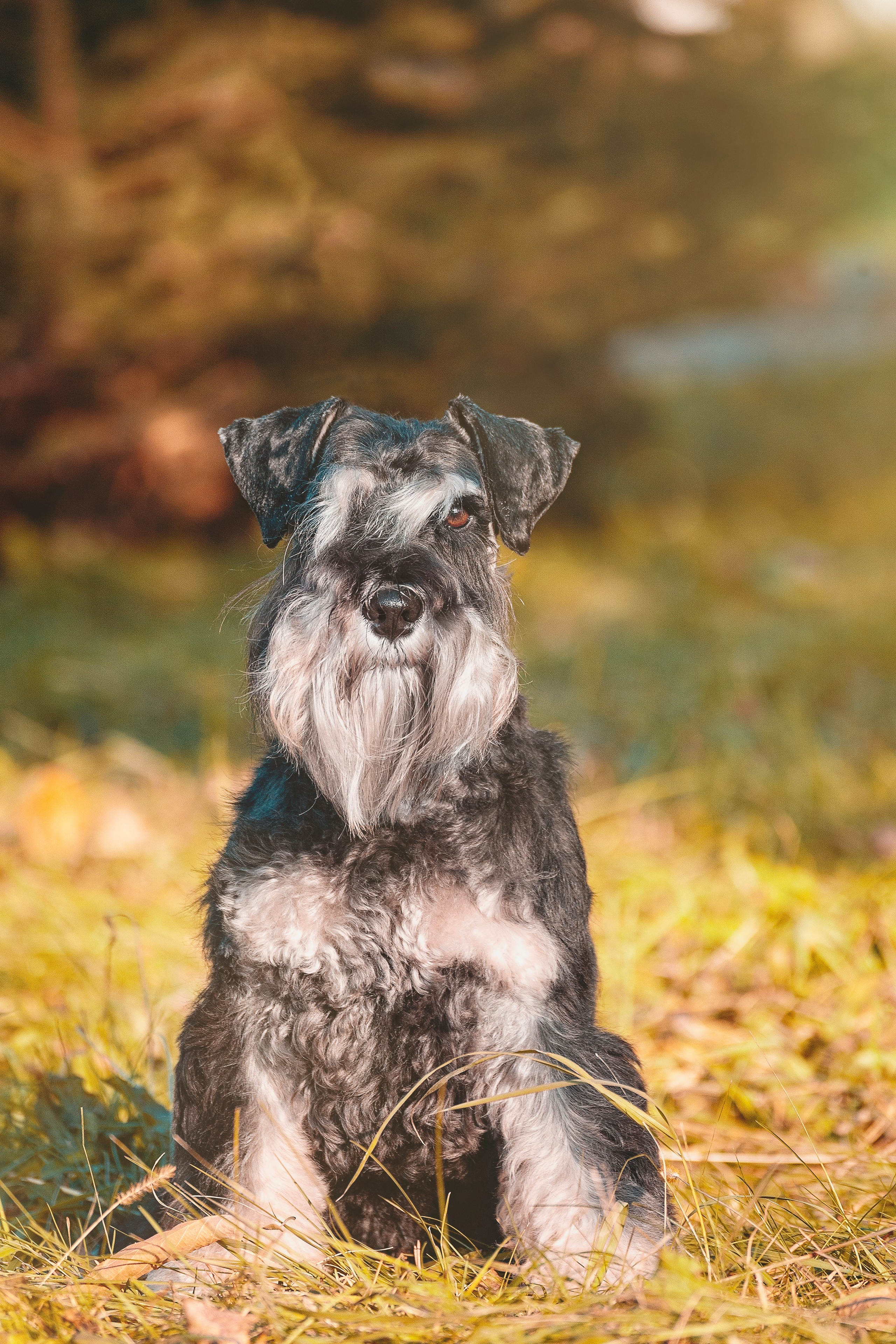 Собаки на улице. Slavilada-Лапки. Свет. Любовь… Профессиональная фотосессия питомцев Для памяти, пристройства и продажи. Хабаровск