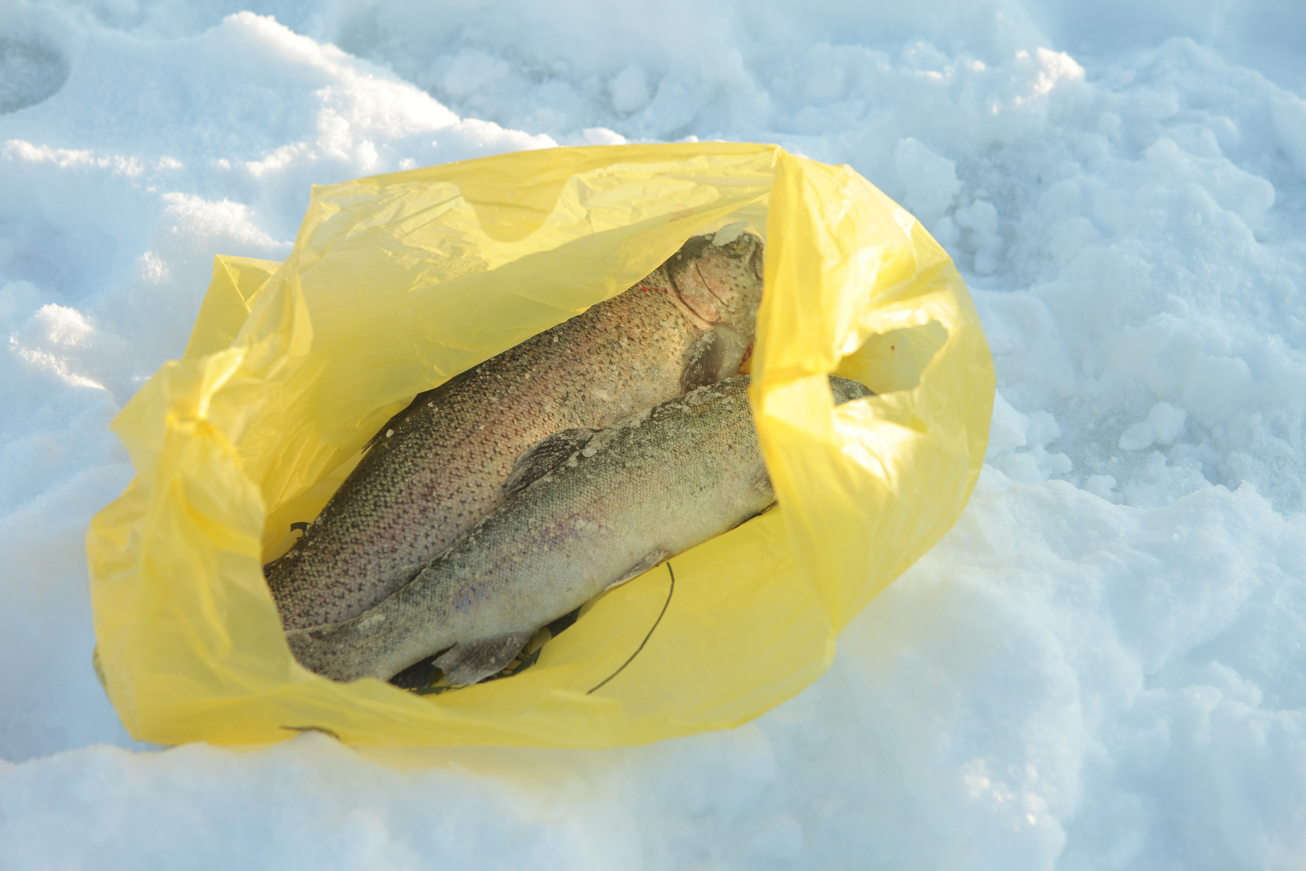 Турнир «Крещенская форель». Репортажный, семейный, свадебный, портретный фотограф