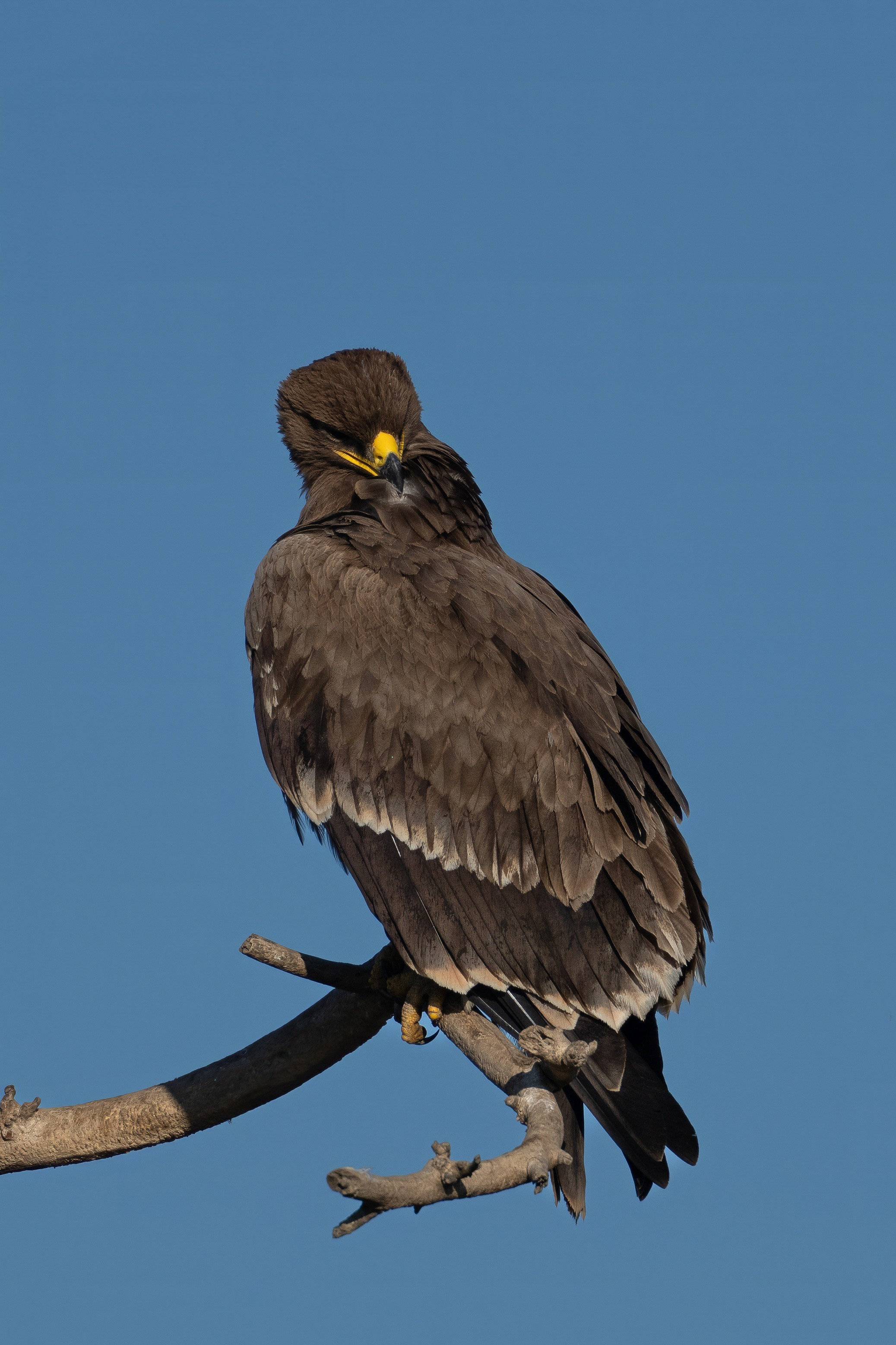 Степной орел (молодой)