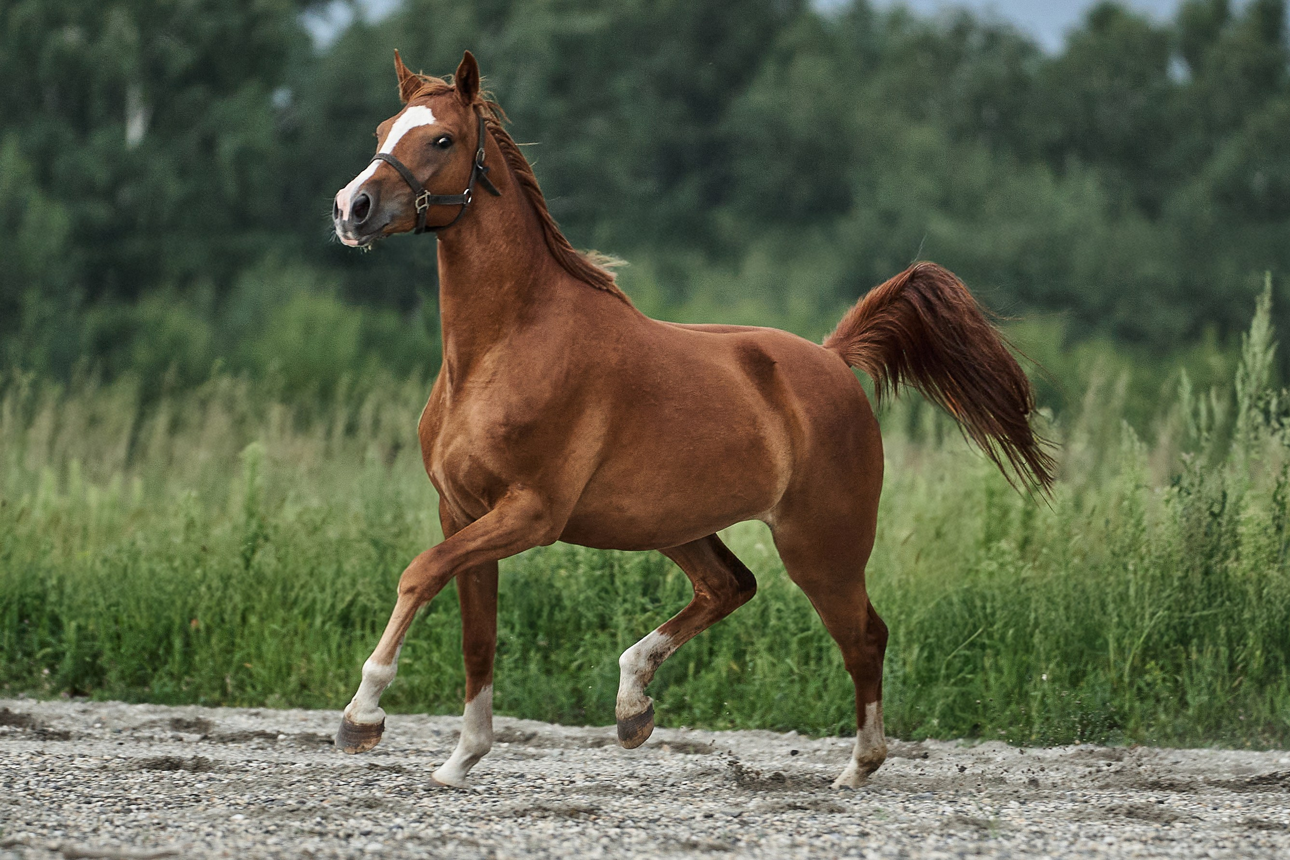 Сопрано Фуоко С (Парламент — Сабина). Главная