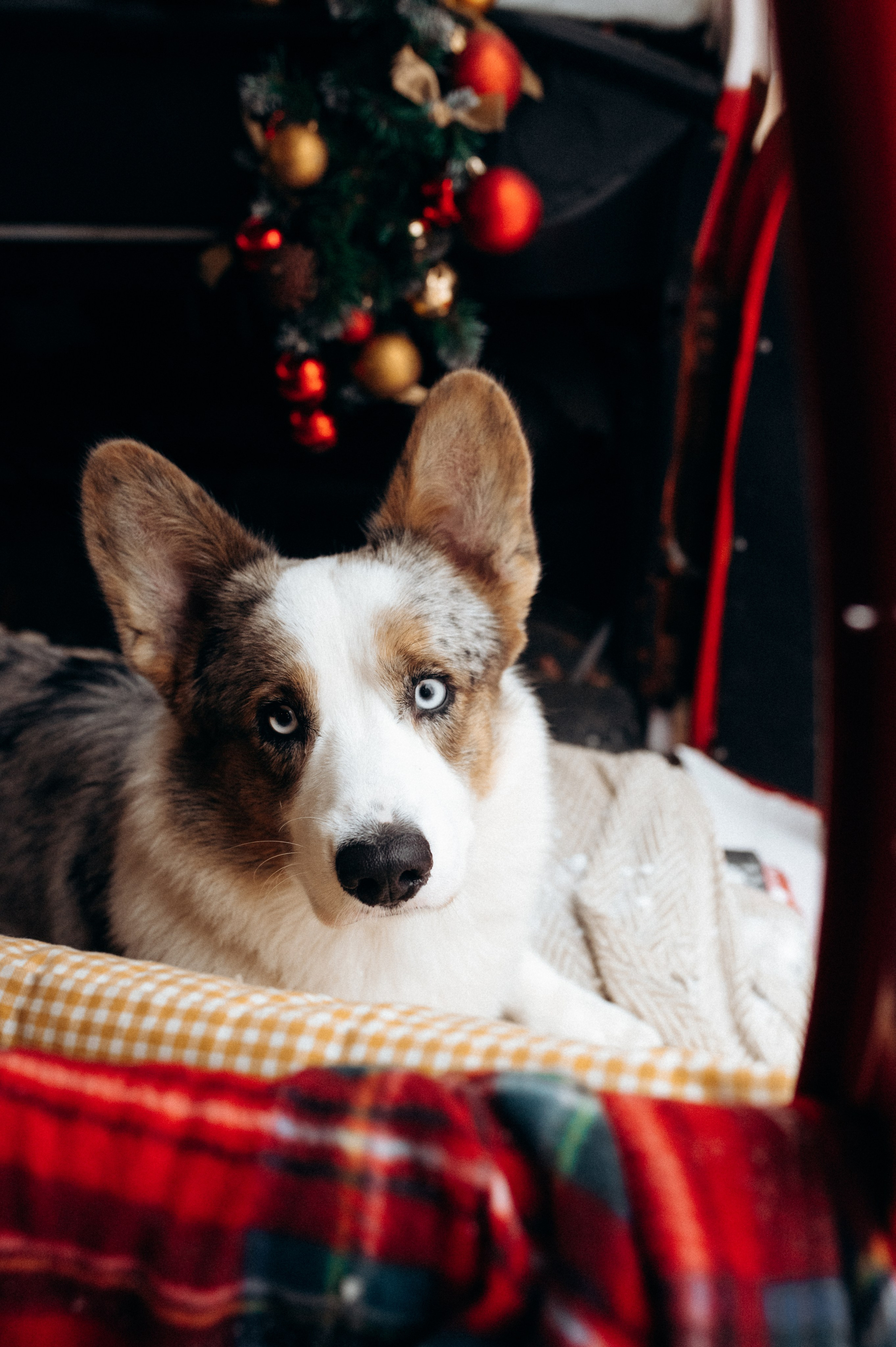 Маша и Дэф. Фотограф анималист в Москве Ольга Агушева