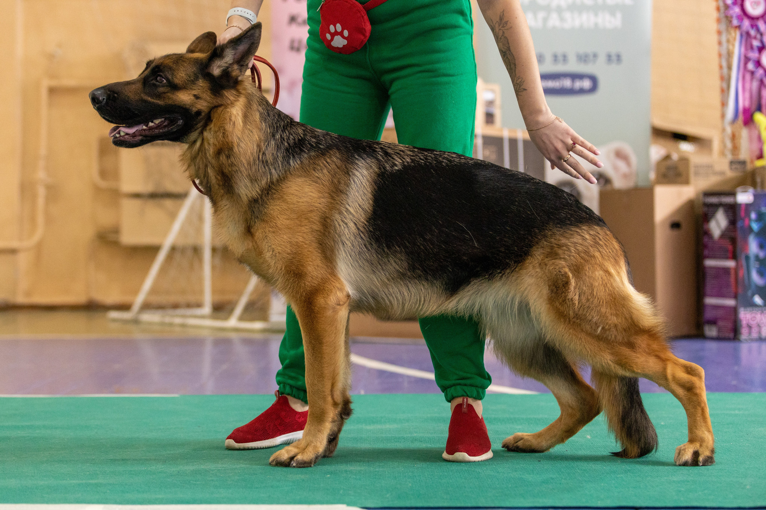 Собаки. Фотограф Яна Матвеева в Ижевске