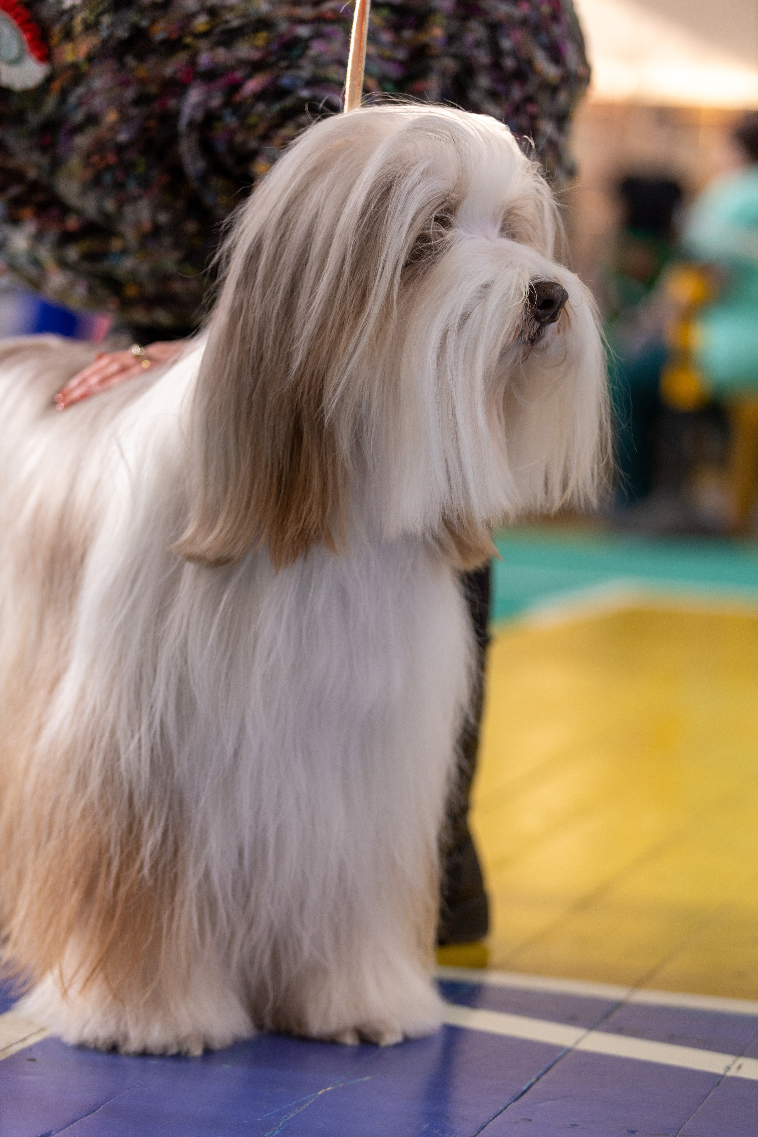 Собаки. Фотограф Яна Матвеева в Ижевске