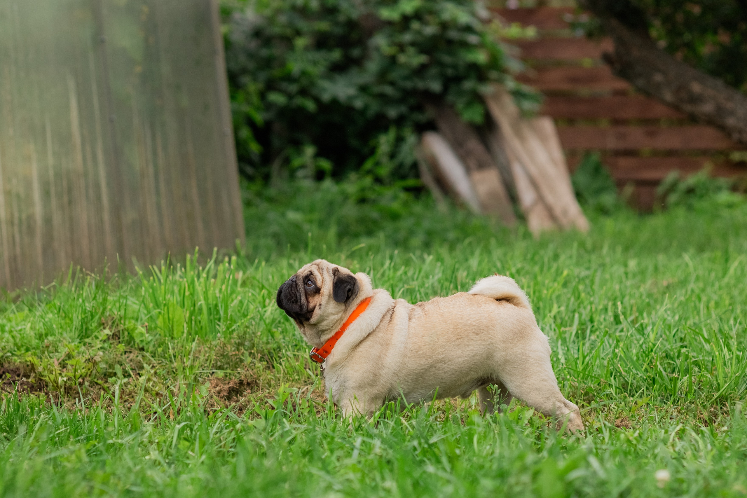 Сёма и Жужа. Август. Фотограф Яна Матвеева в Ижевске