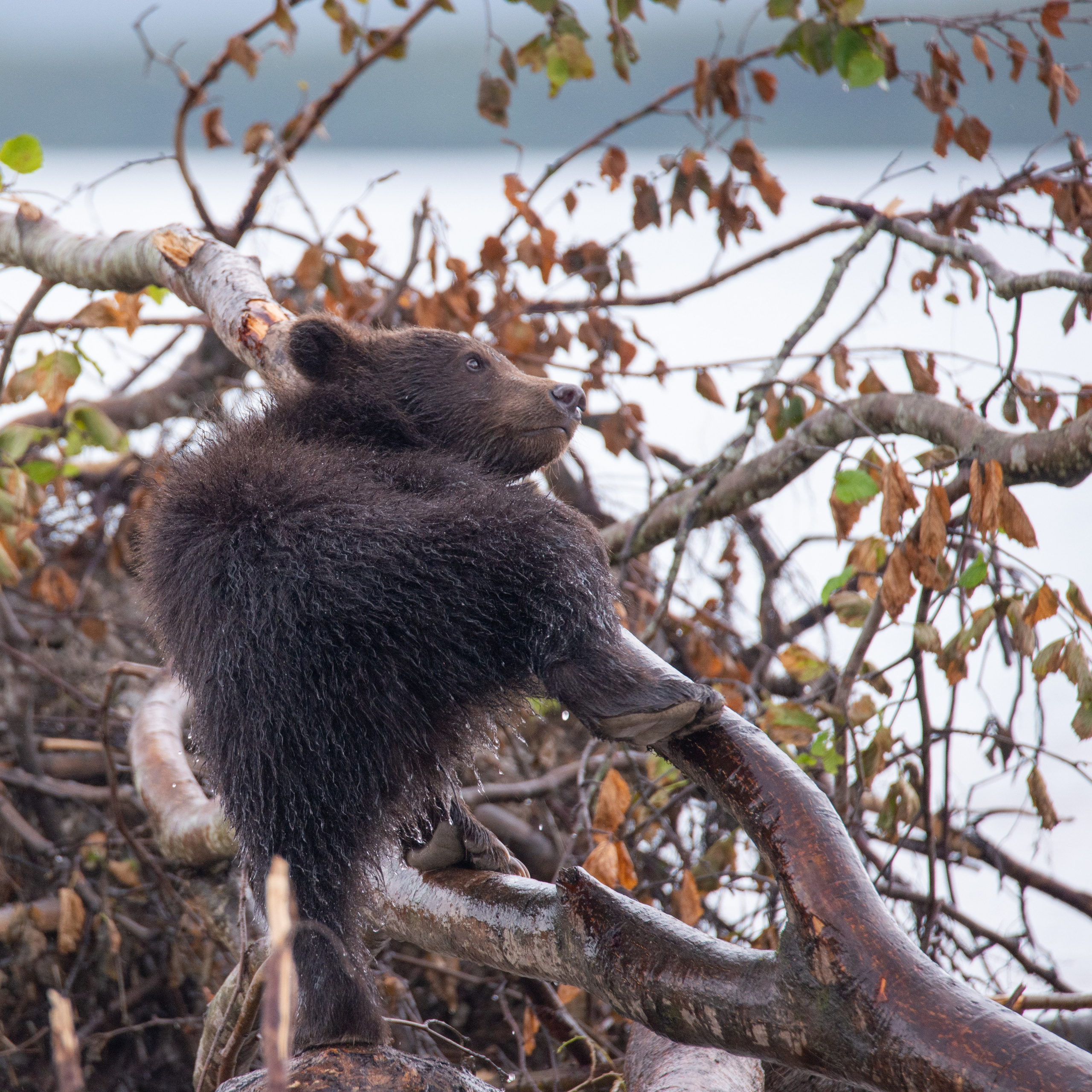 Камчатка — земля медведей. Игорь Иванко — Репортажный и событийный фотограф. Москва