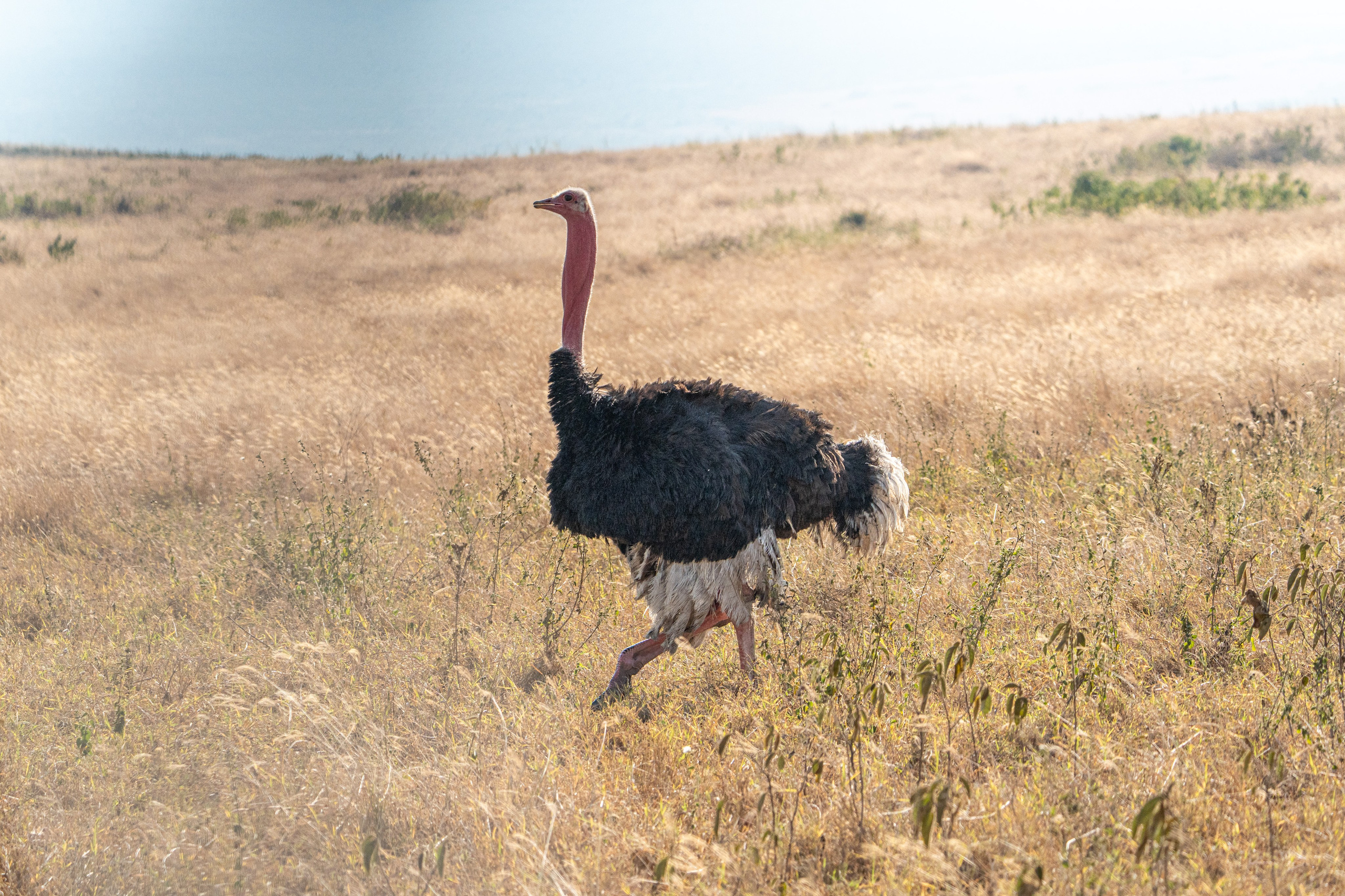 Танзания, сафари, 2025. Творческие сьемки