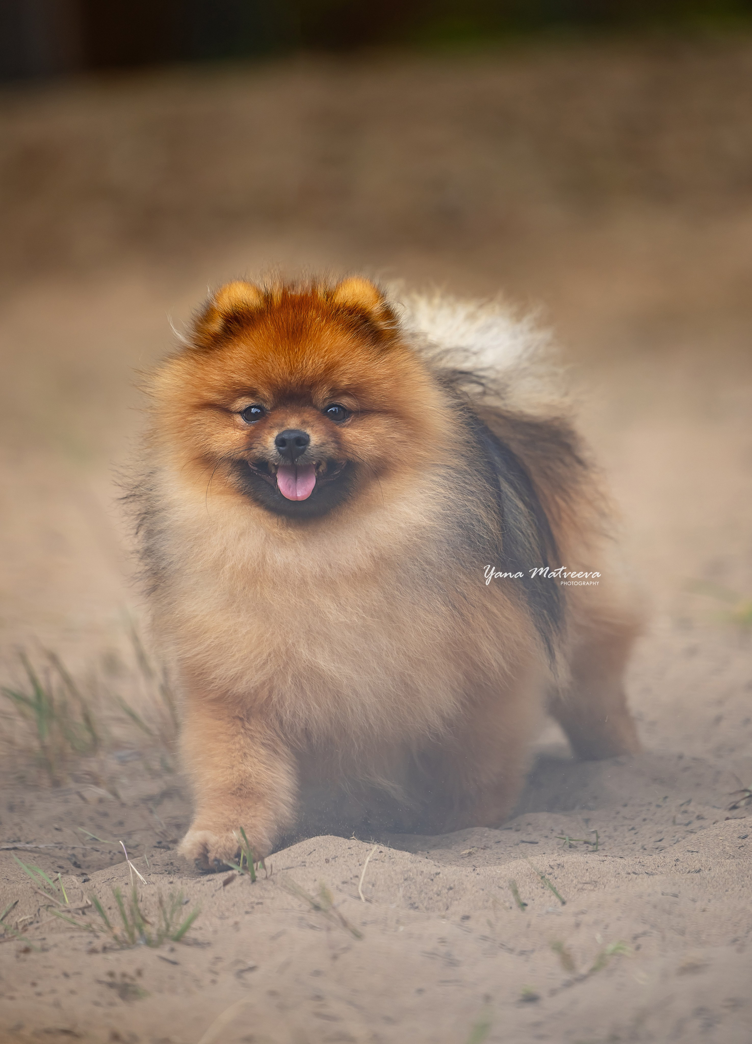 Собаки. Фотограф Яна Матвеева в Ижевске
