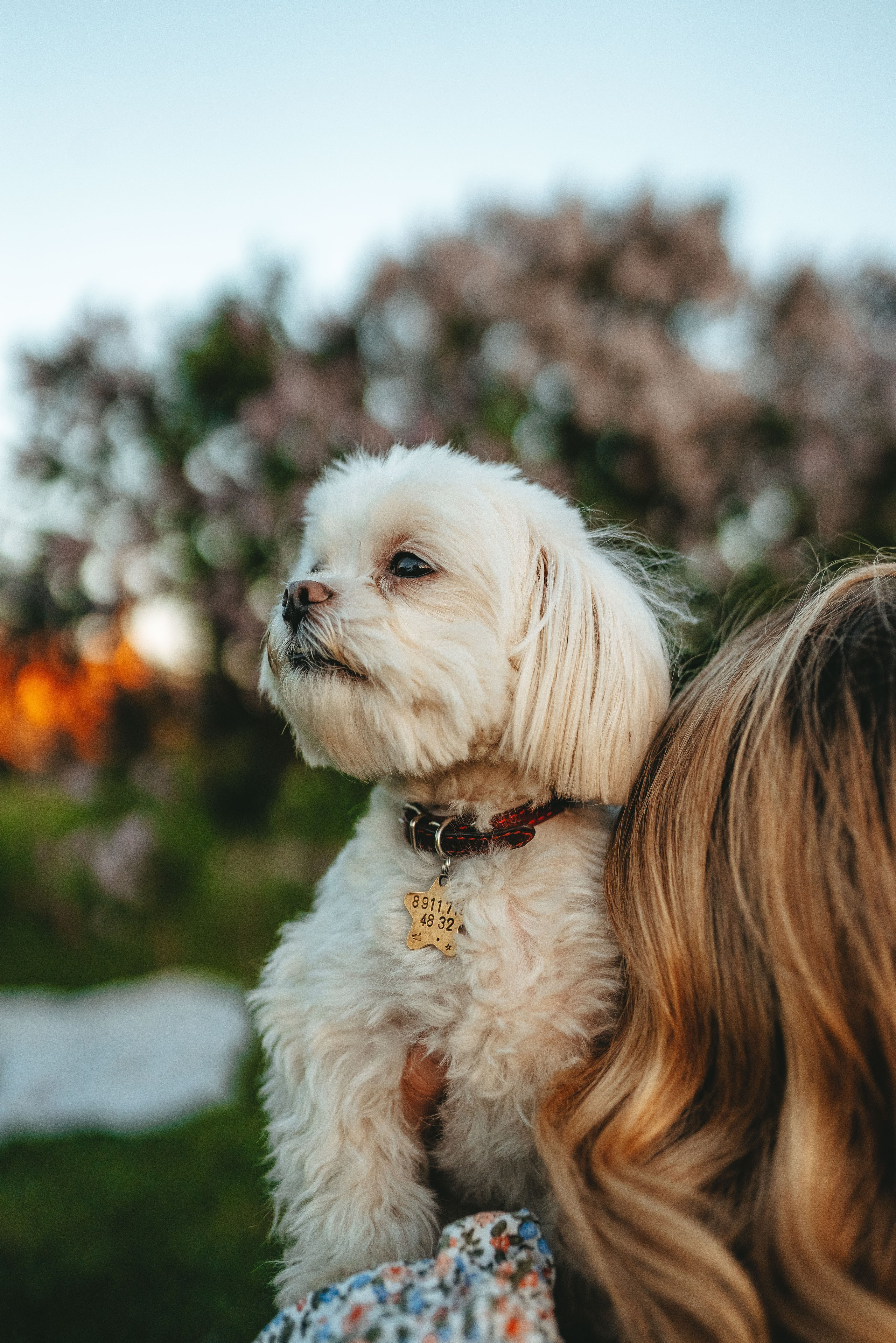 Фотосессия с питомцем в центре Санкт-Петербурга. Фотограф анималист в Спб недорого Олеся Майорова