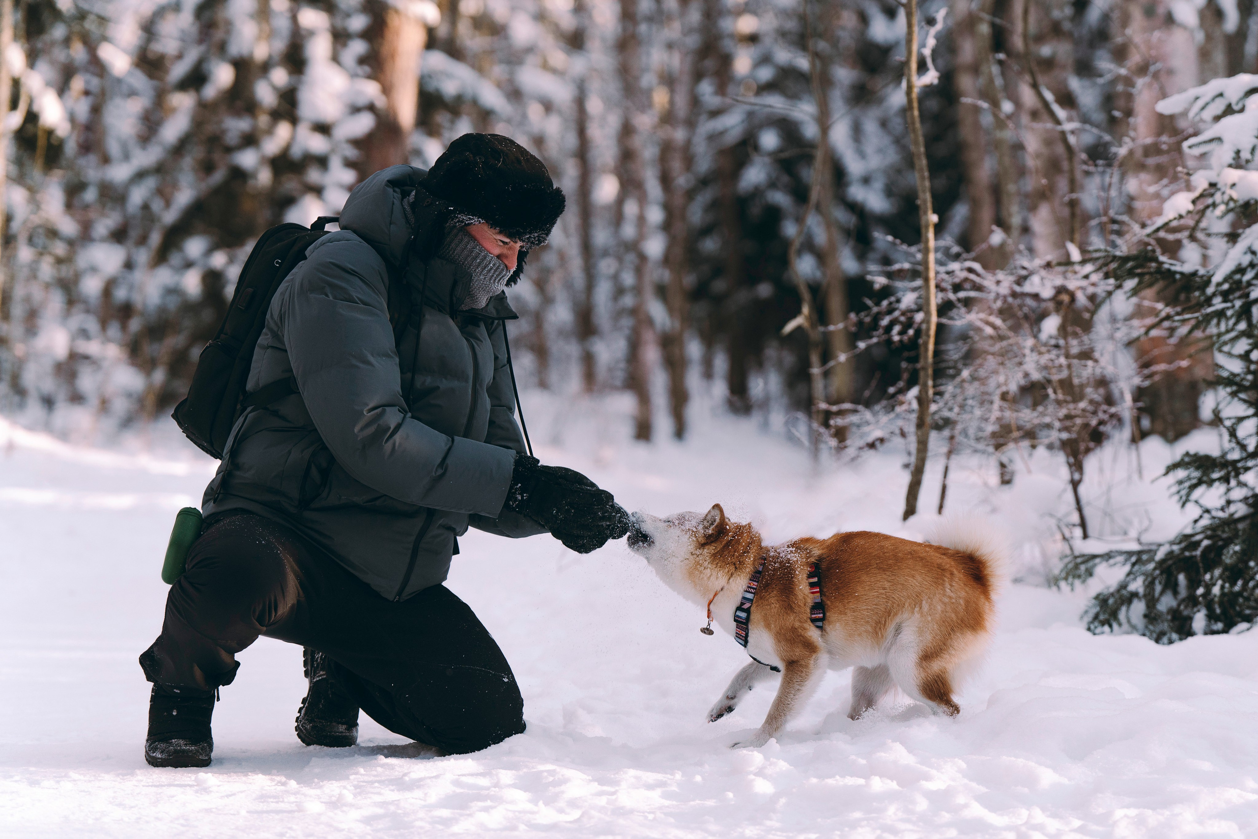 Каори, Анна и Антон. Фотограф анималист в Спб недорого Олеся Майорова