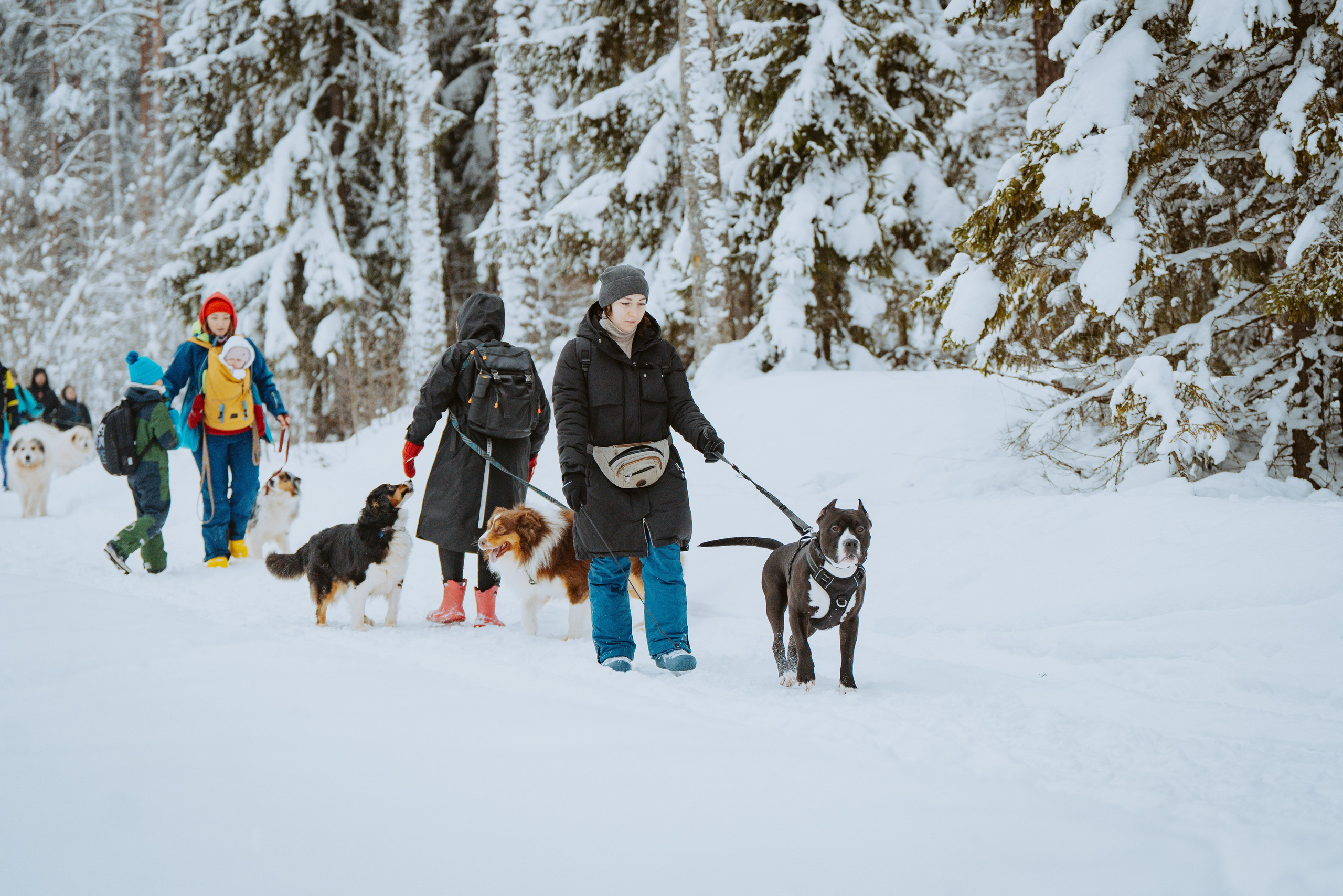 Дог трекинг. Фотограф анималист в Спб недорого Олеся Майорова