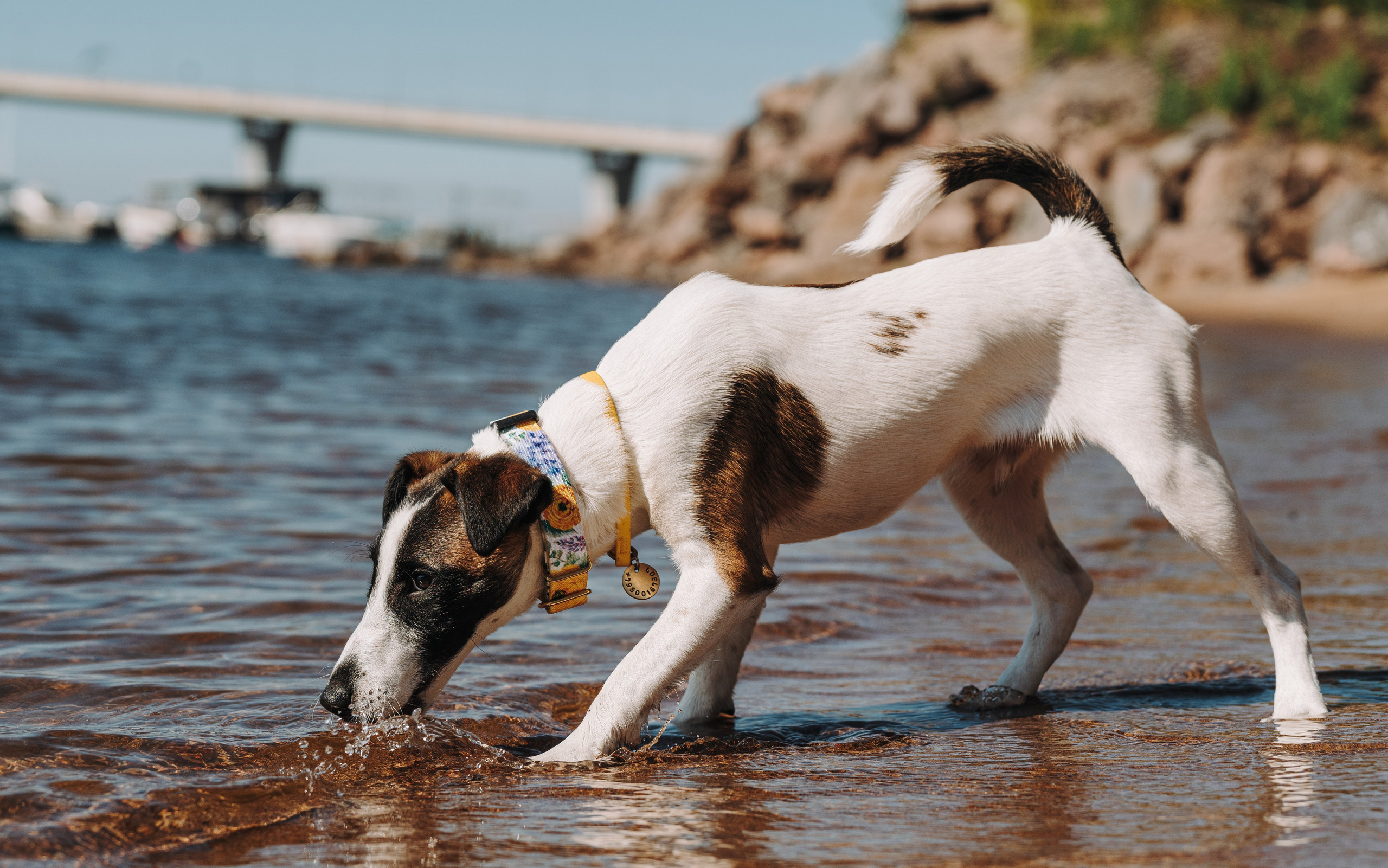Ксения и Перри. Фотограф анималист в Спб недорого Олеся Майорова