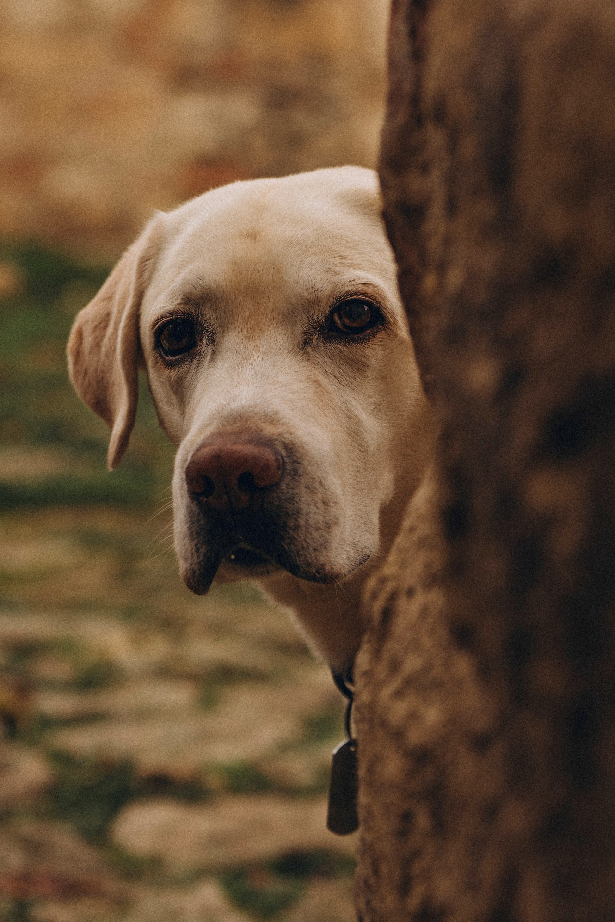 Вати, Лена и Леван. Фотограф анималист в Спб недорого Олеся Майорова