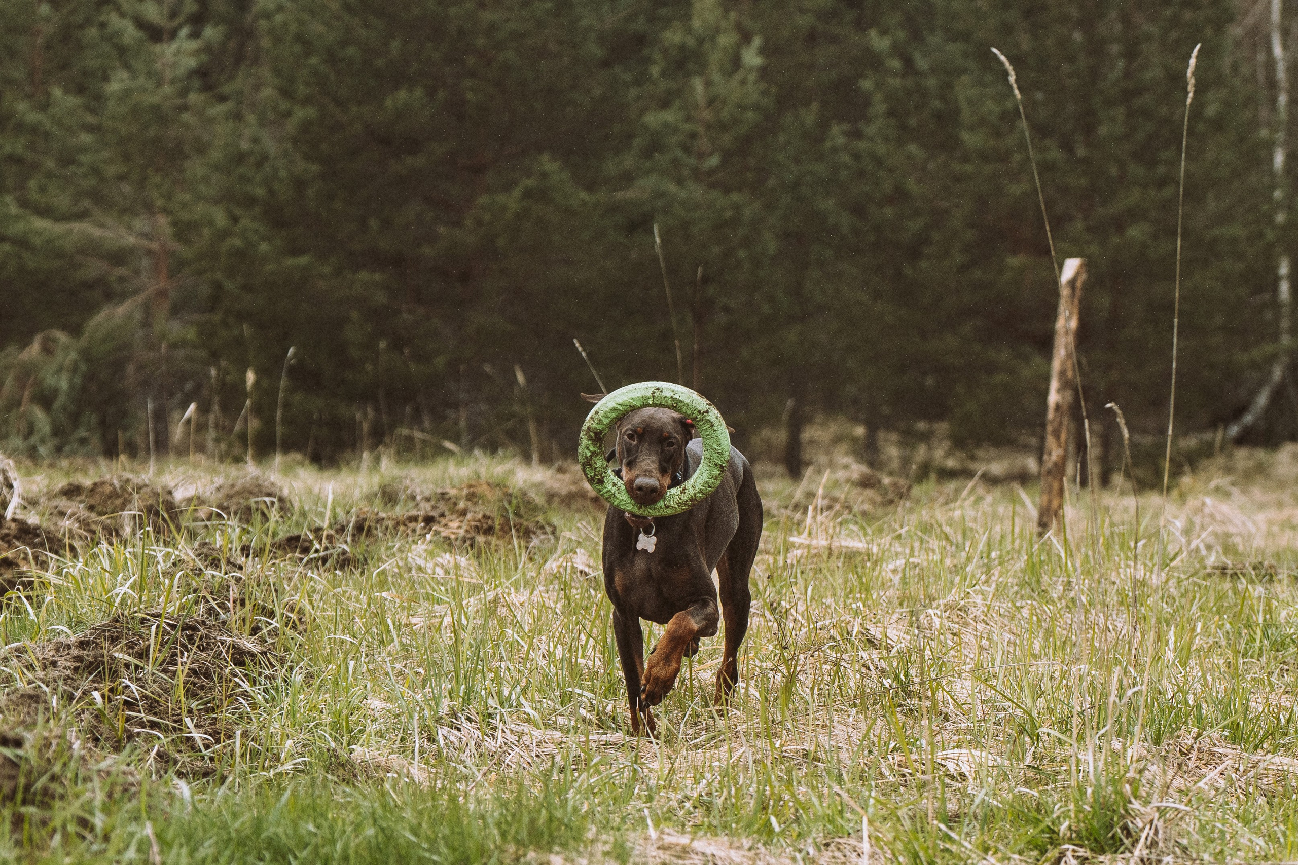 Дог трекинг к финскому хутору. Фотограф анималист в Спб недорого Олеся Майорова
