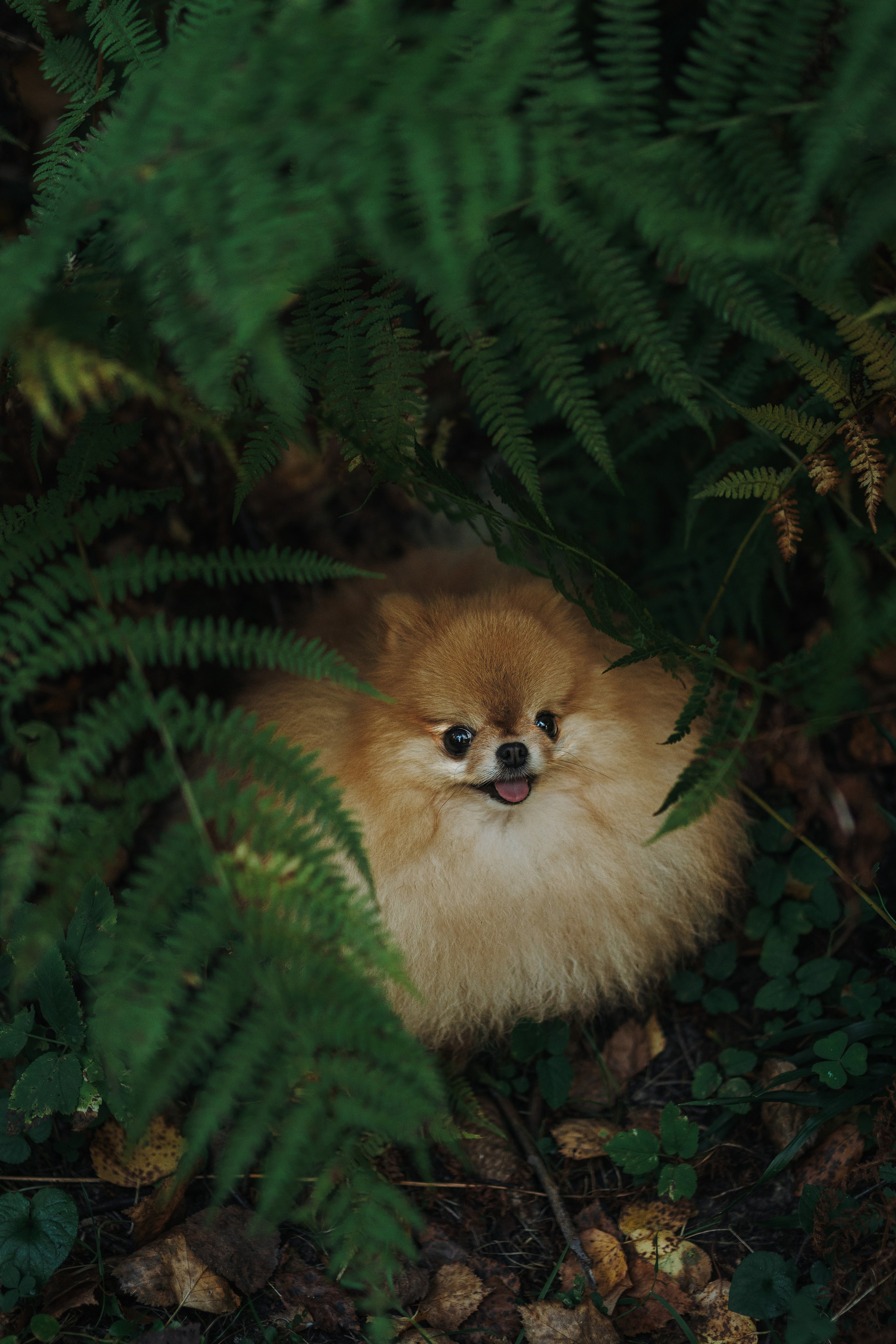 Наталья и Софа. Фотограф анималист в Спб недорого Олеся Майорова