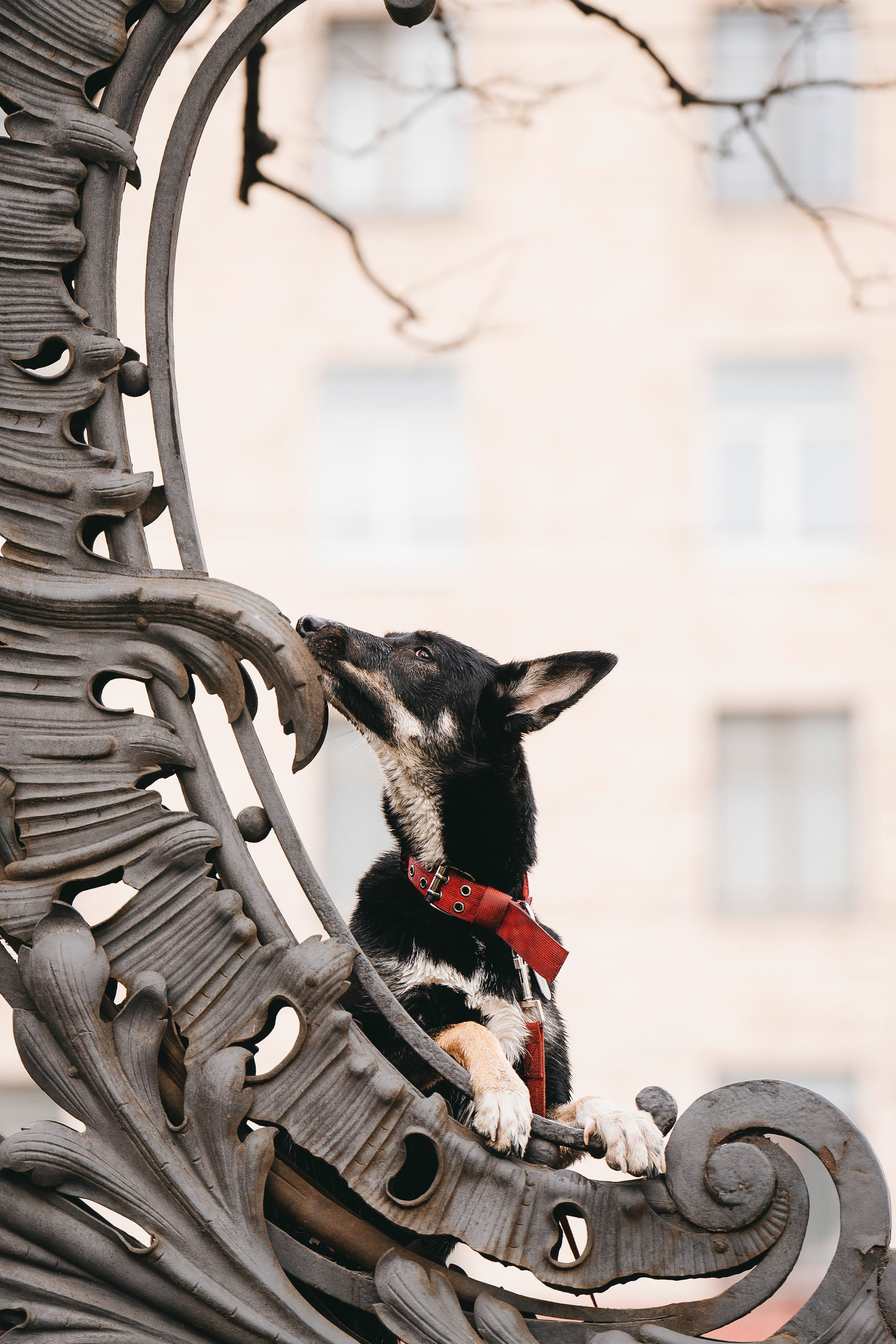 Эля и Шиза. Фотограф анималист в Спб недорого Олеся Майорова