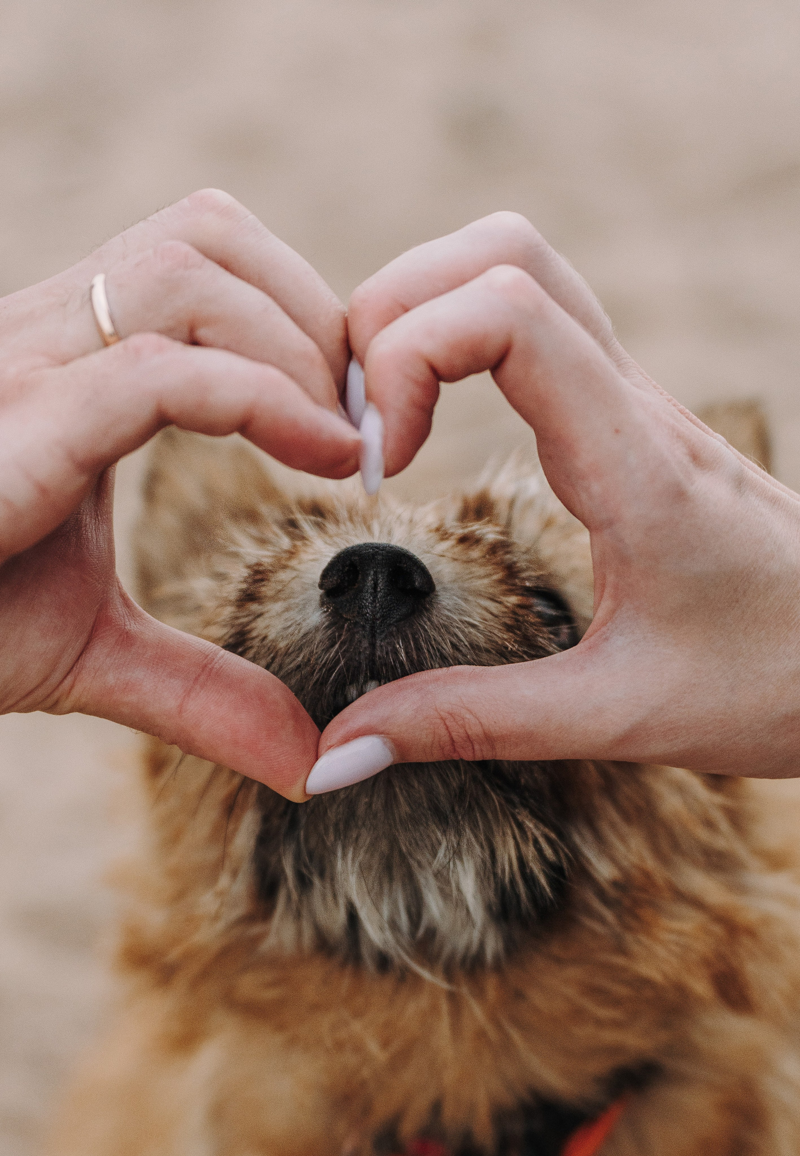 Семейная фотосессия с собакой Спб. Фотограф анималист в Спб недорого Олеся Майорова