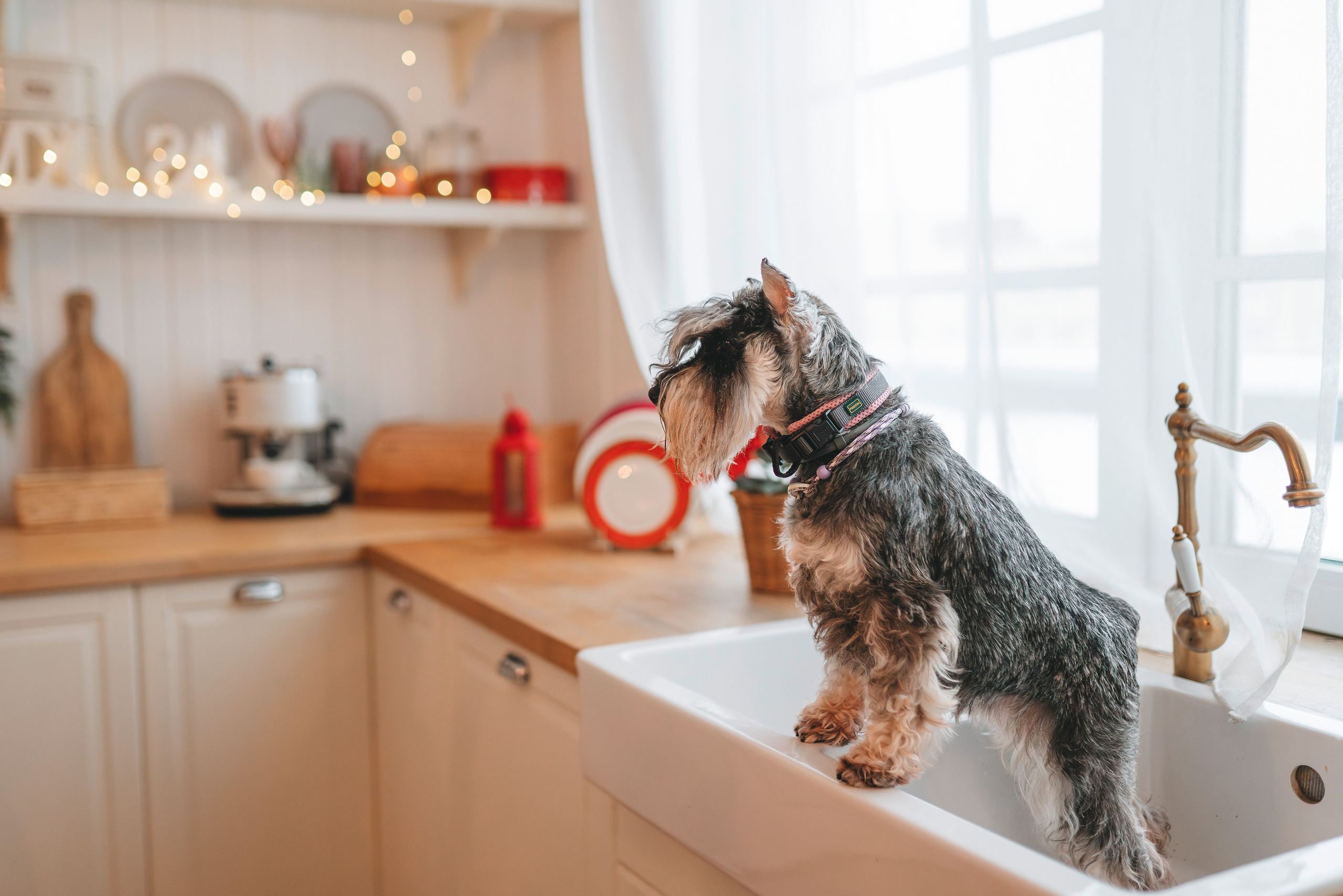 Ольга и Сатори. Фотограф анималист в Спб недорого Олеся Майорова