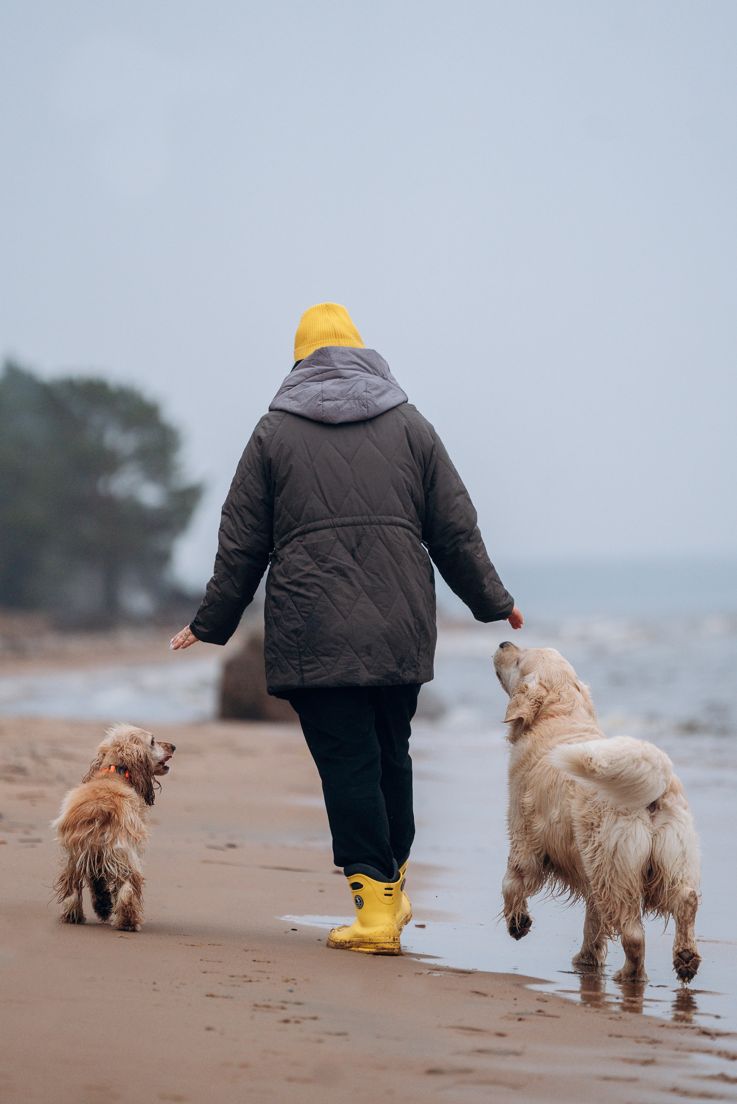 Асти, Крис и Александра. Фотограф анималист в Спб недорого Олеся Майорова
