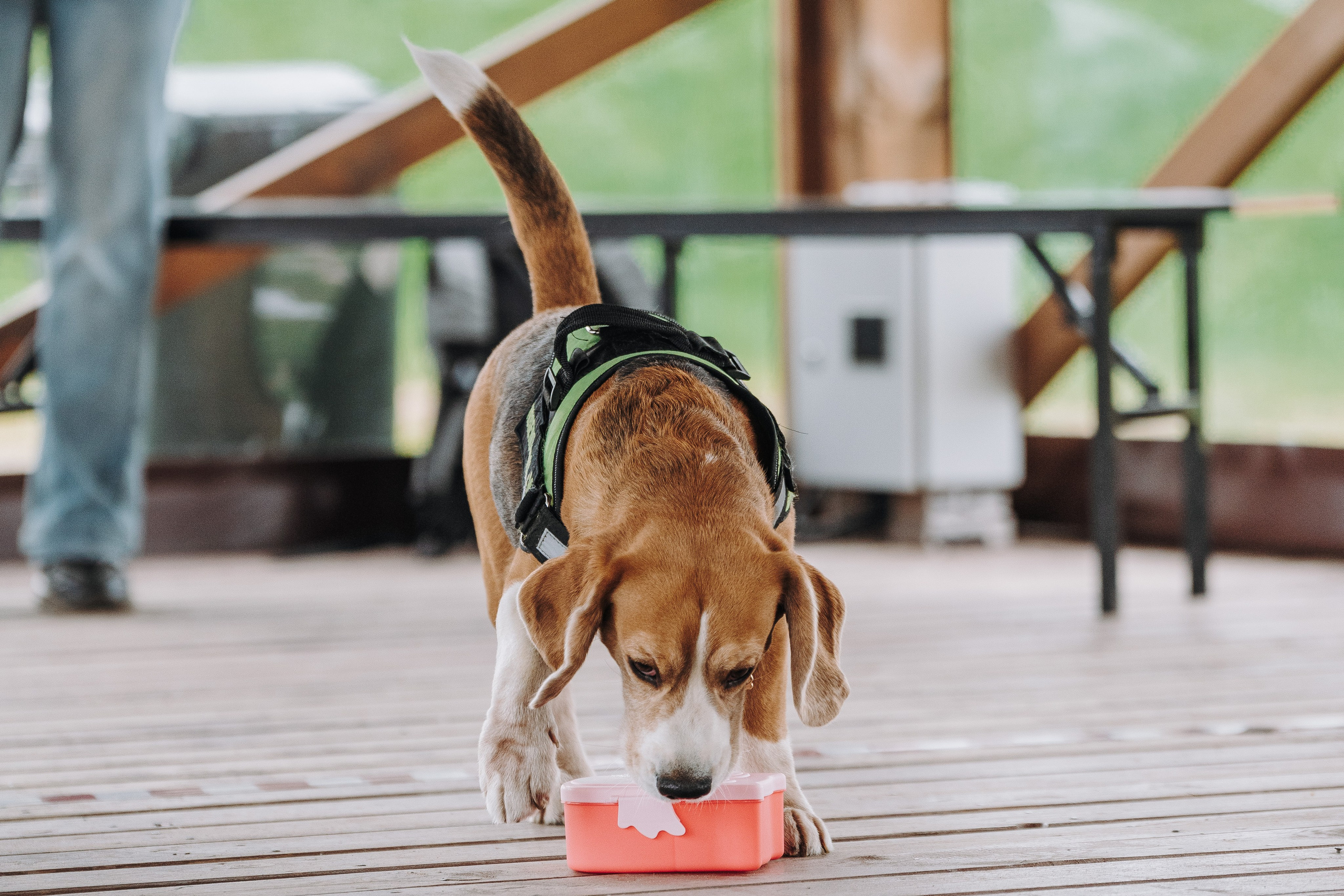 Соревнования по ноузворку в Лосево. Фотограф анималист в Спб недорого Олеся Майорова