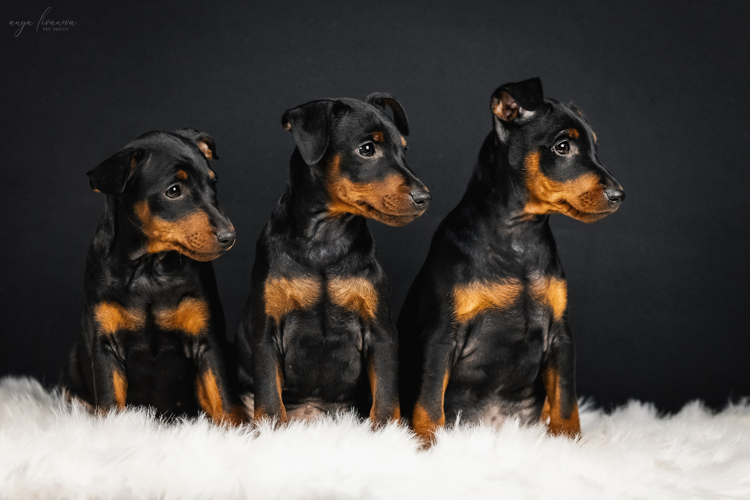 Пинчерята. Фотограф анималист Аня Ливанова | Рыбинск