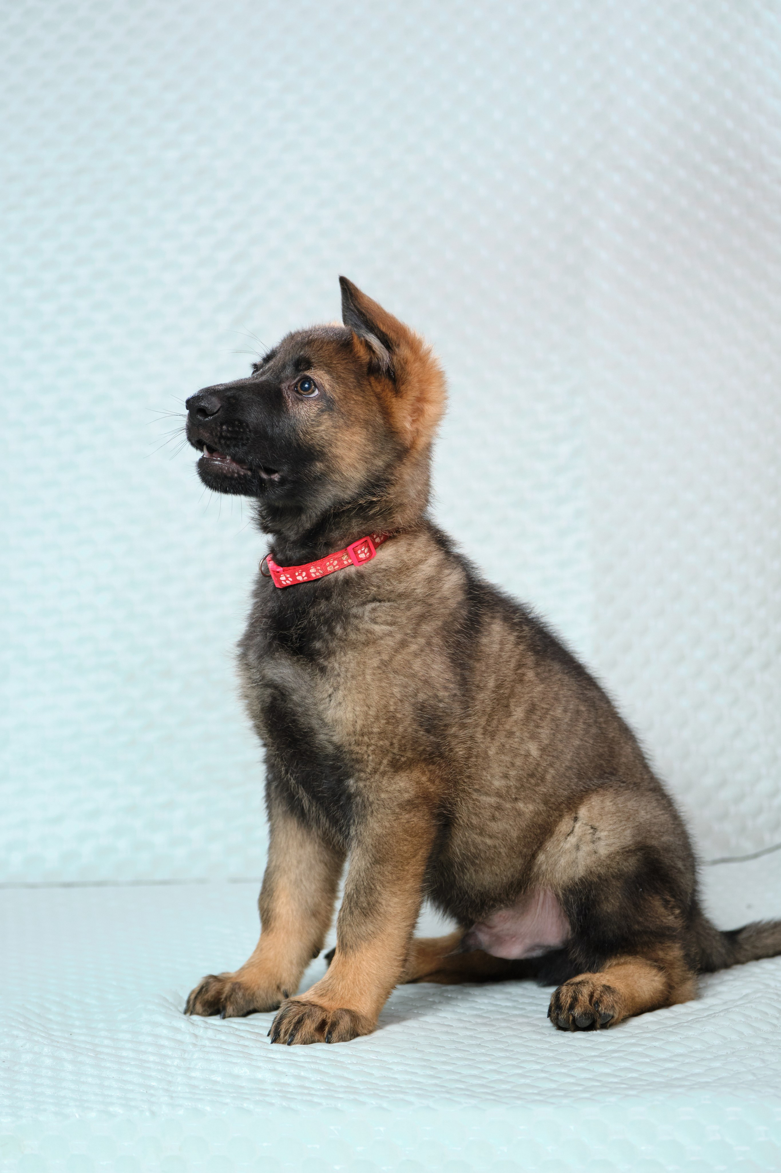 Фотосъемка на продажу щенков немецких овчарок, фотограф - анималист, фото играющих щенков, ищу фотографа и видеографа анималиста